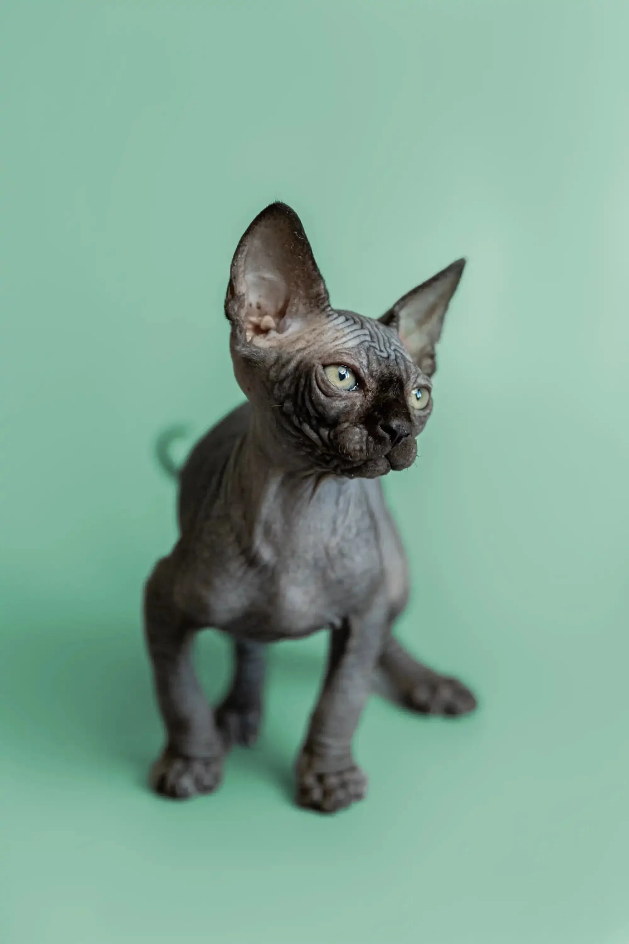 Frank | Sphynx Kitten - Image 5