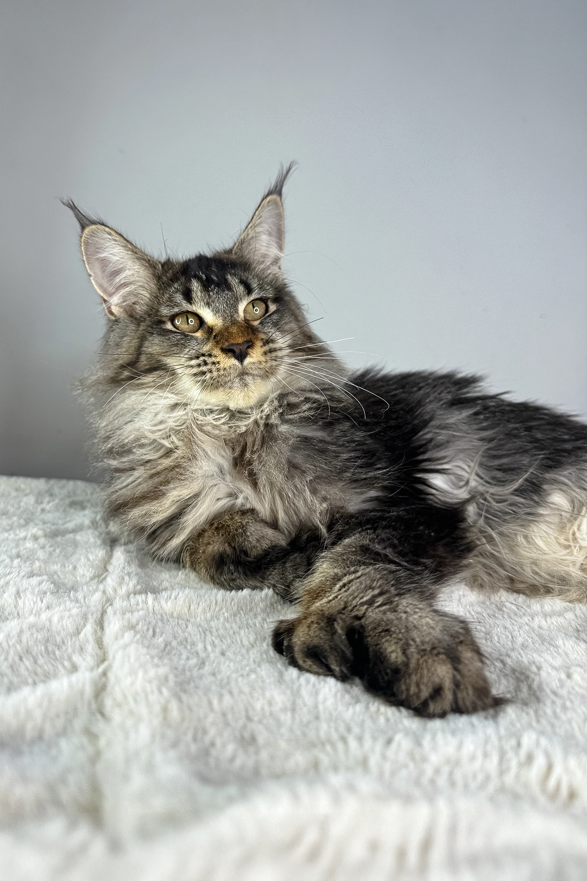Fred | Polydactyl Maine Coon Kitten - Image 3