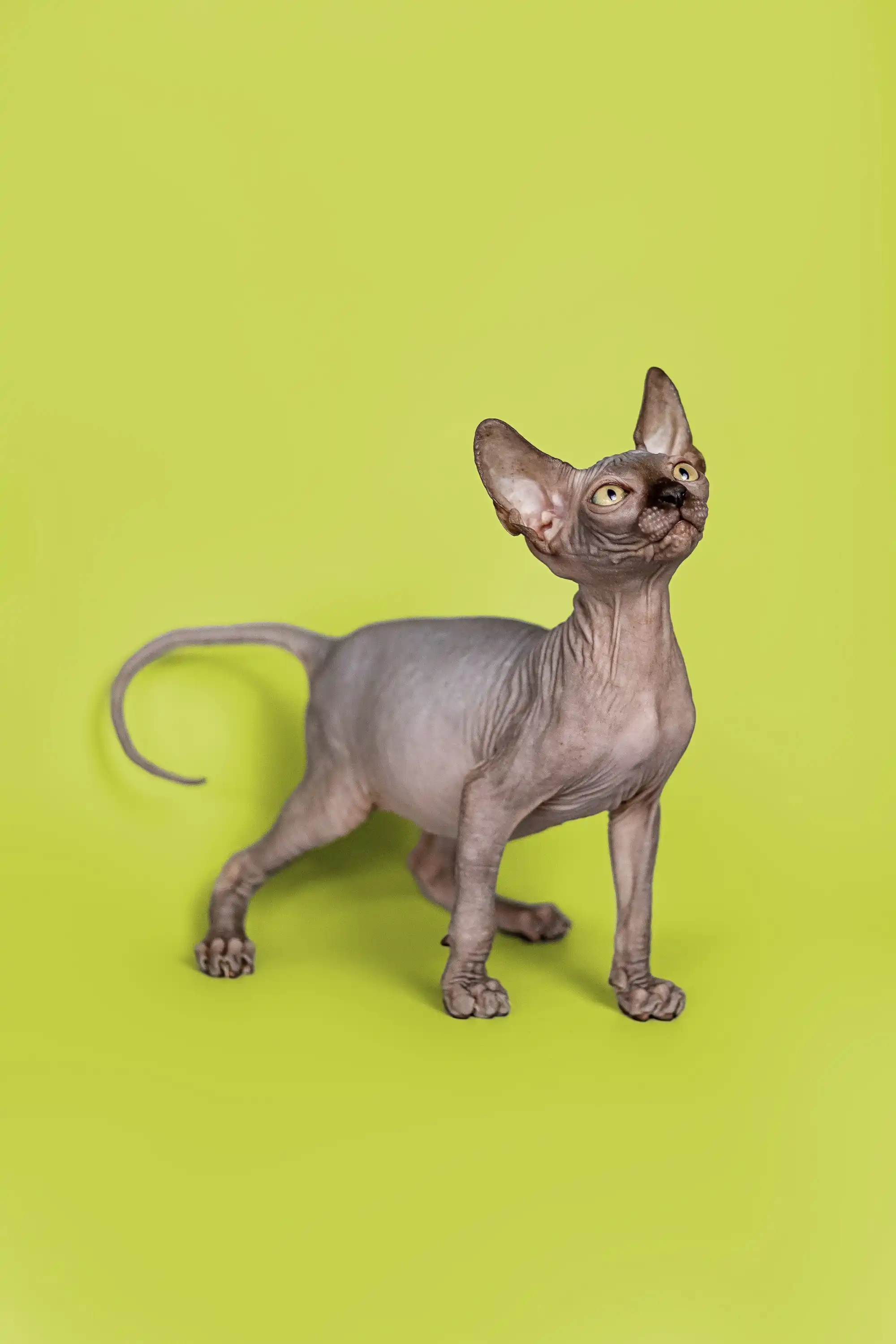 Fred | Sphynx Kitten - Image 14