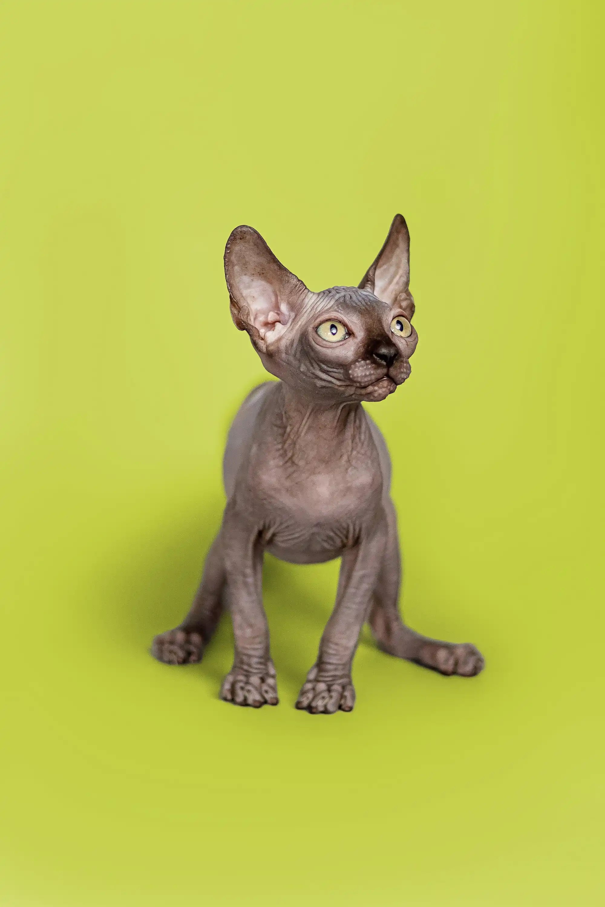 Fred | Sphynx Kitten - Image 15