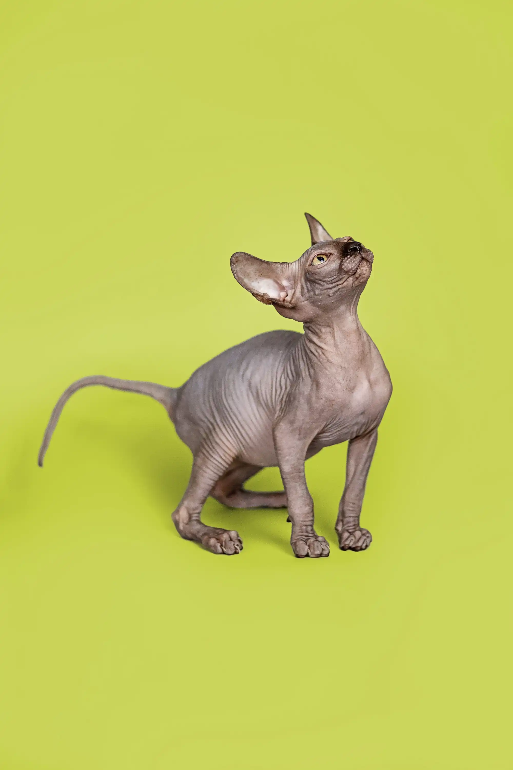 Fred | Sphynx Kitten - Image 5