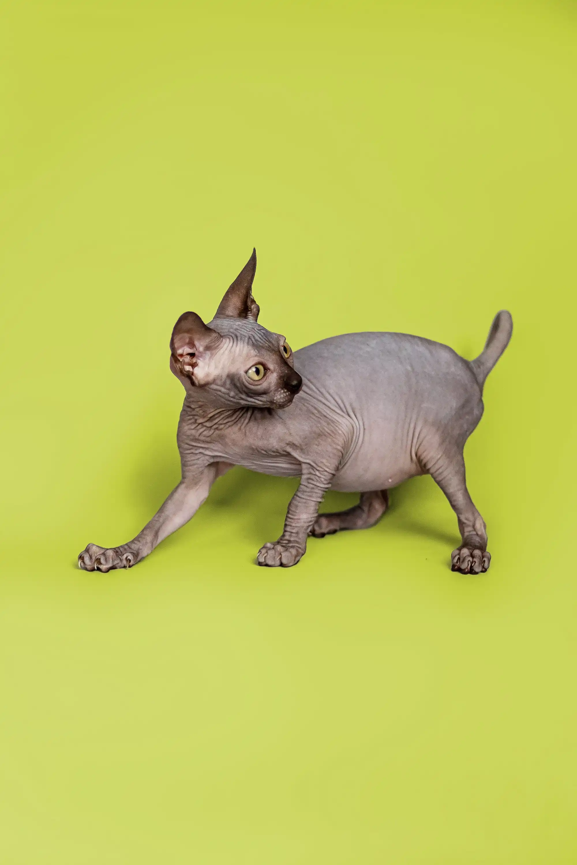 Fred | Sphynx Kitten - Image 8