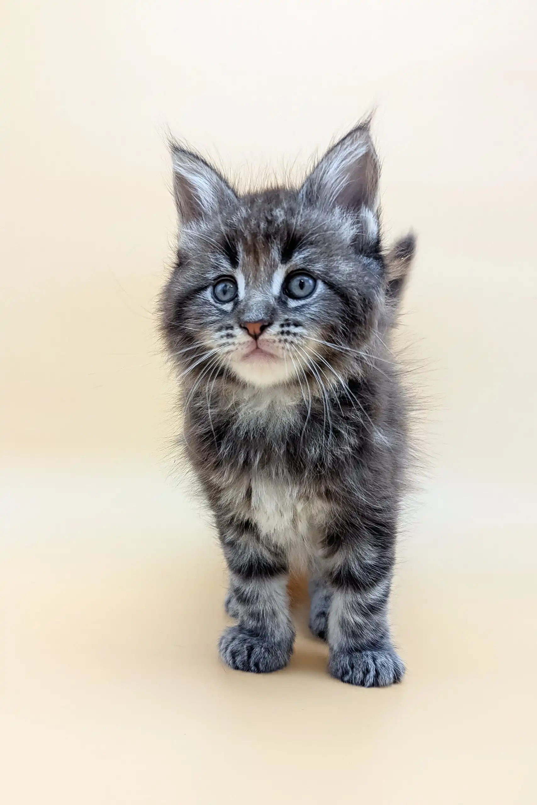 Freddy | Maine Coon Kitten - Image 8