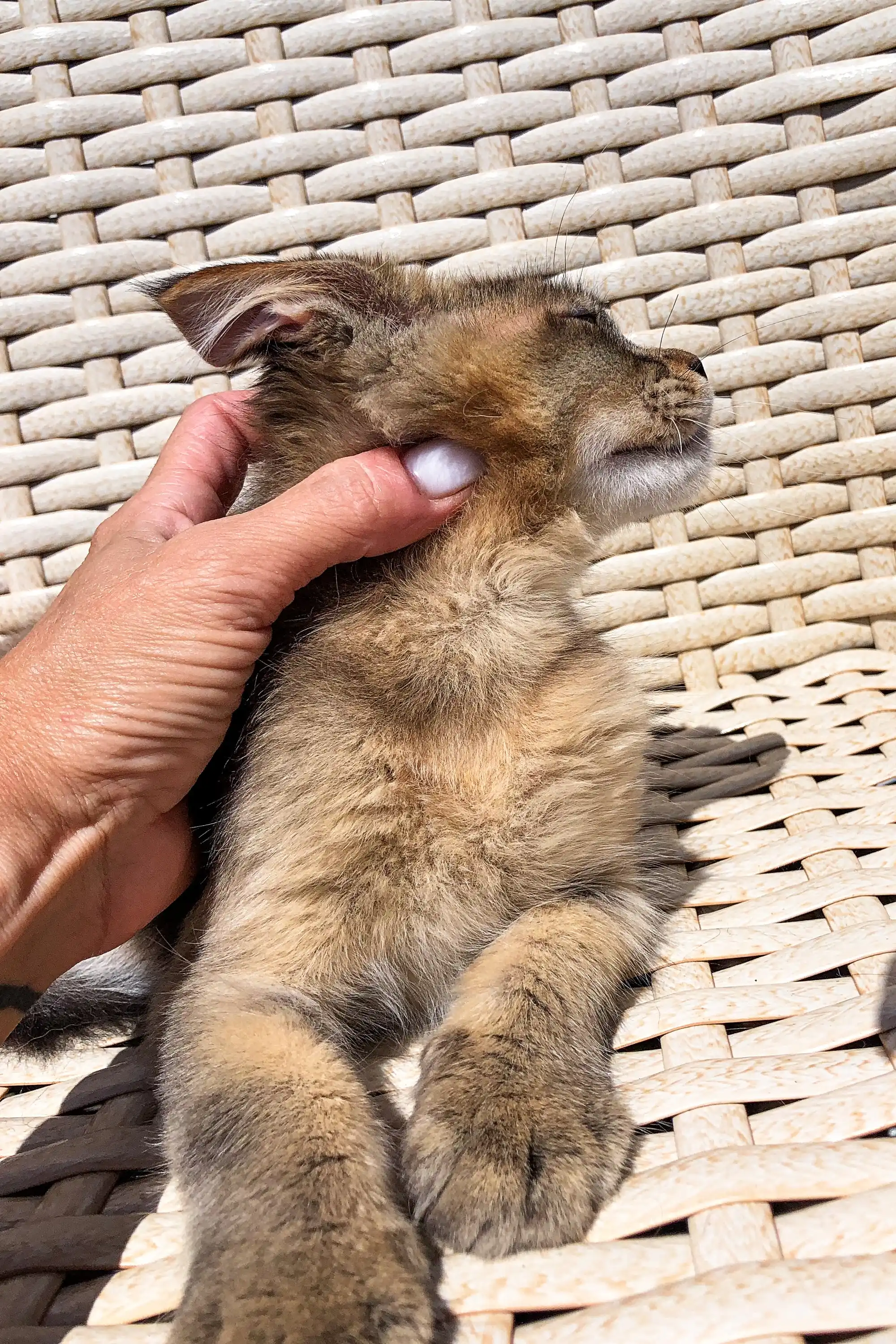 Fremont | Golden Maine Coon - Image 8