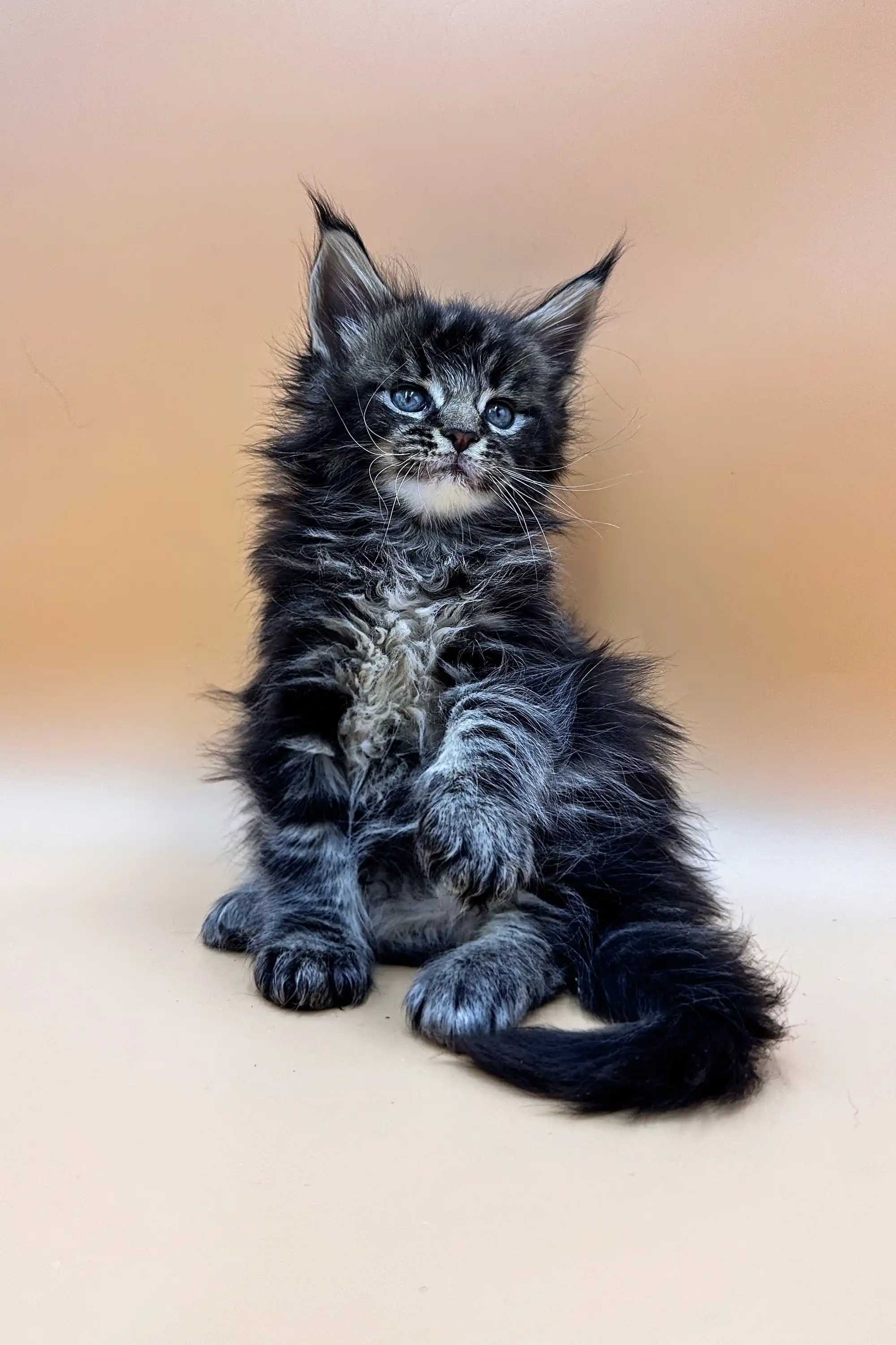 Frey | Maine Coon Kitten - Image 5