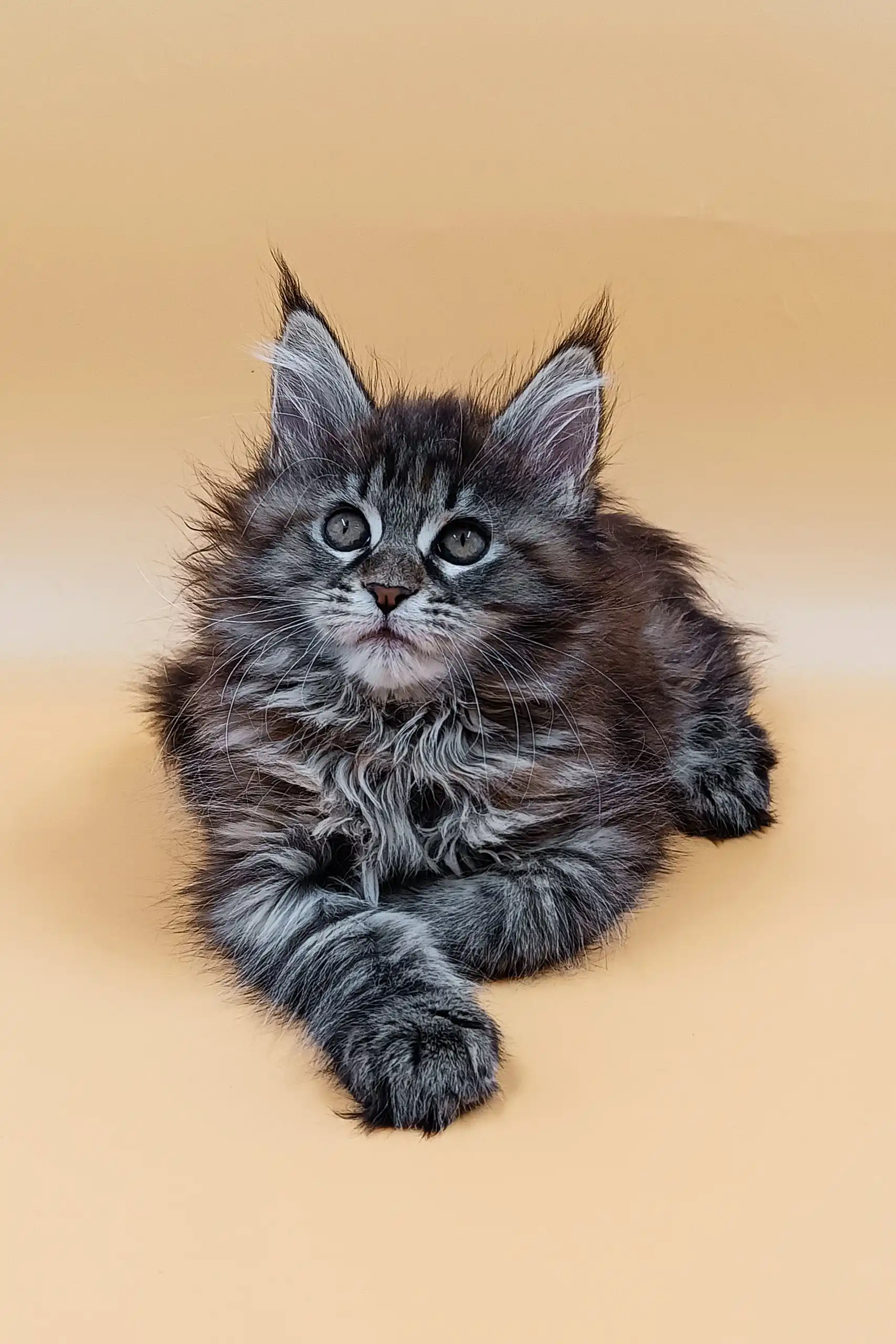 Freya | Maine Coon Kitten - Image 2