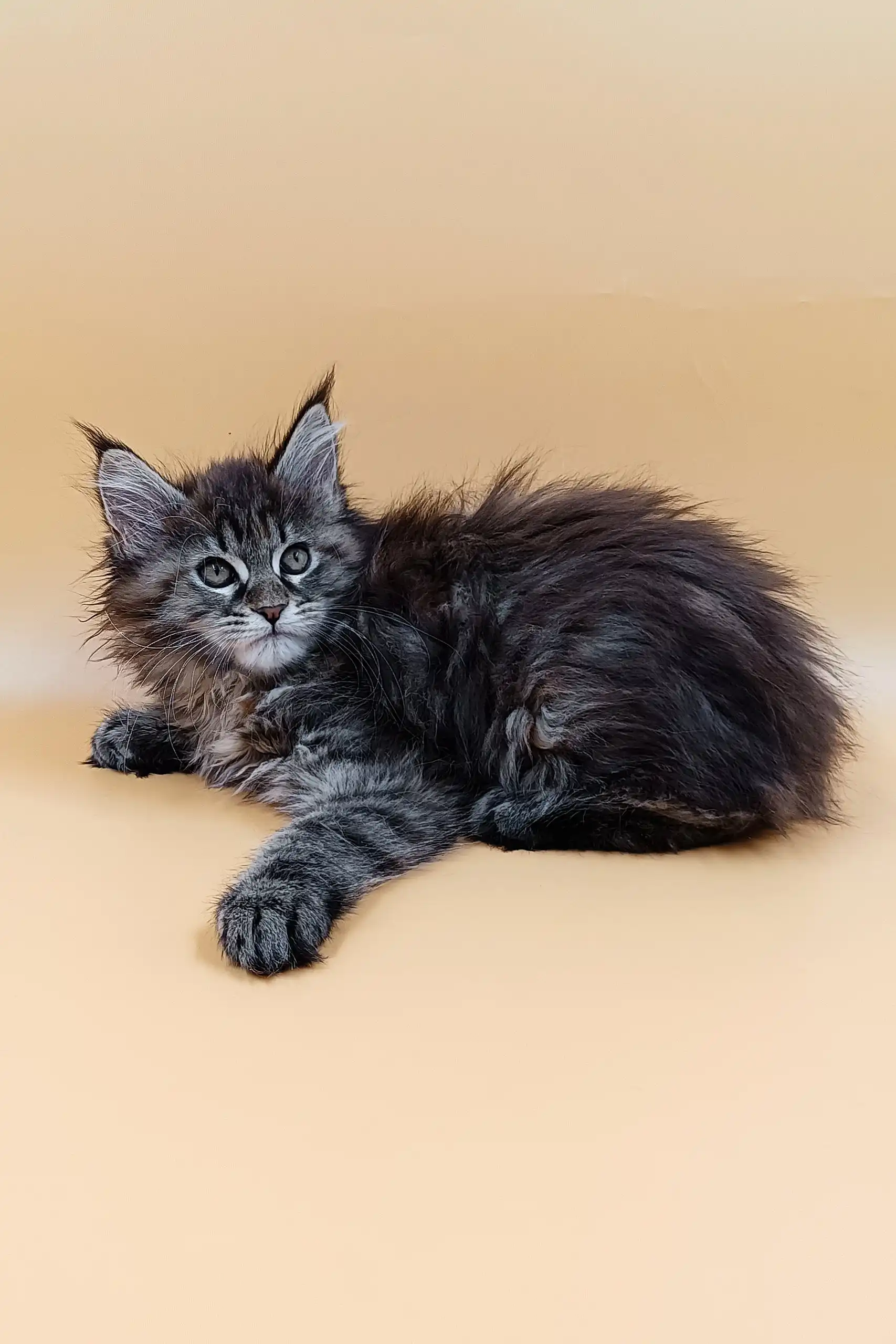 Freya | Maine Coon Kitten - Image 4