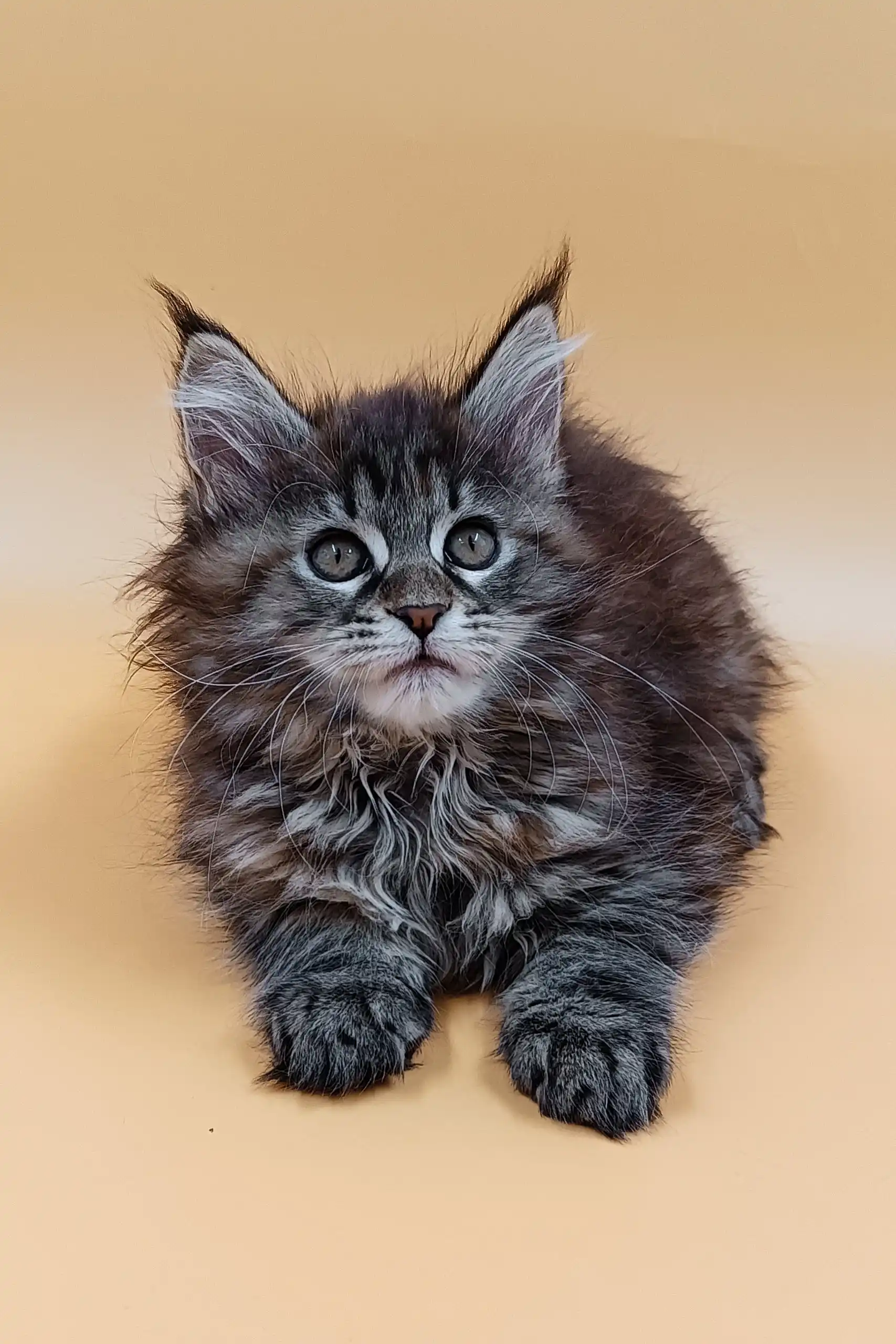 Freya | Maine Coon Kitten - Image 6