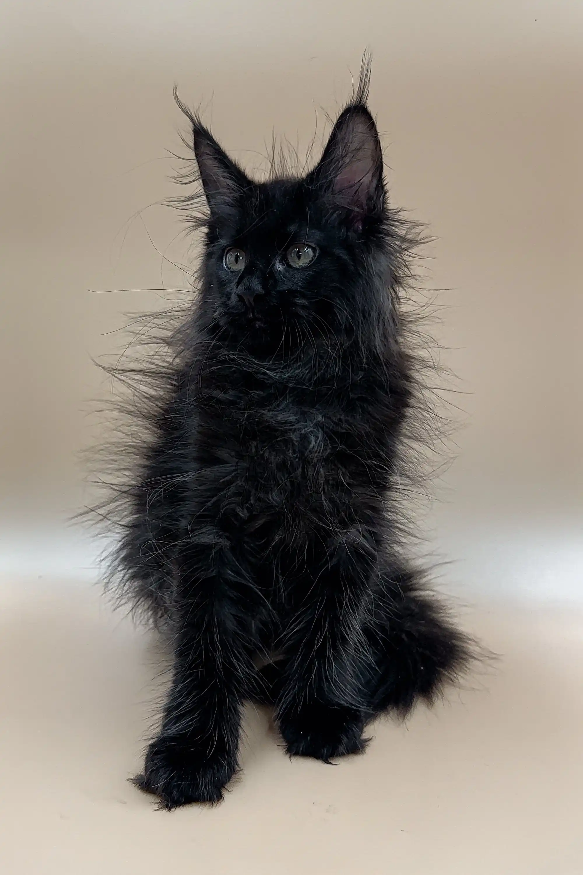 Frida | Maine Coon Kitten - Image 4