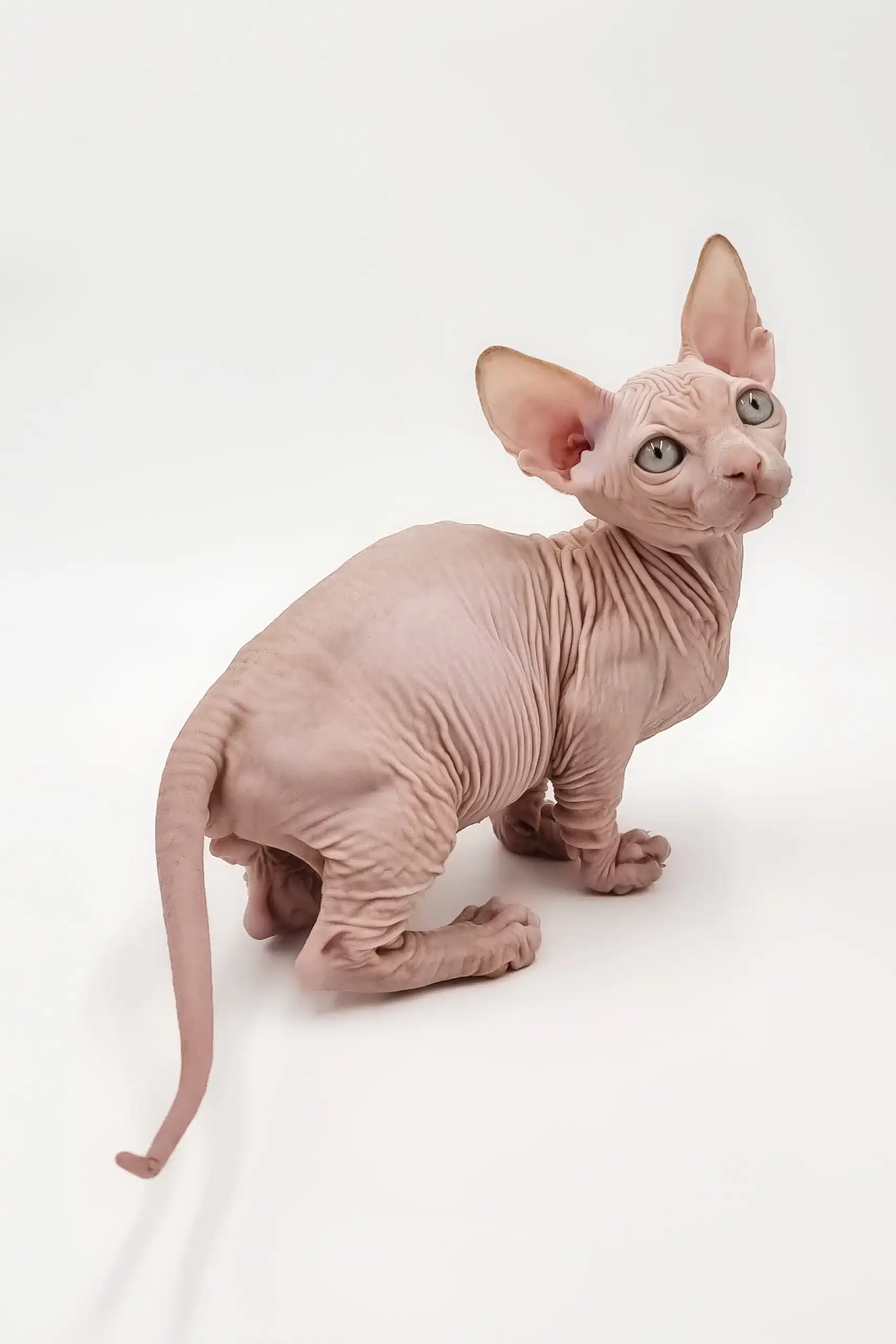Frodo | Bambino Kitten - Image 6