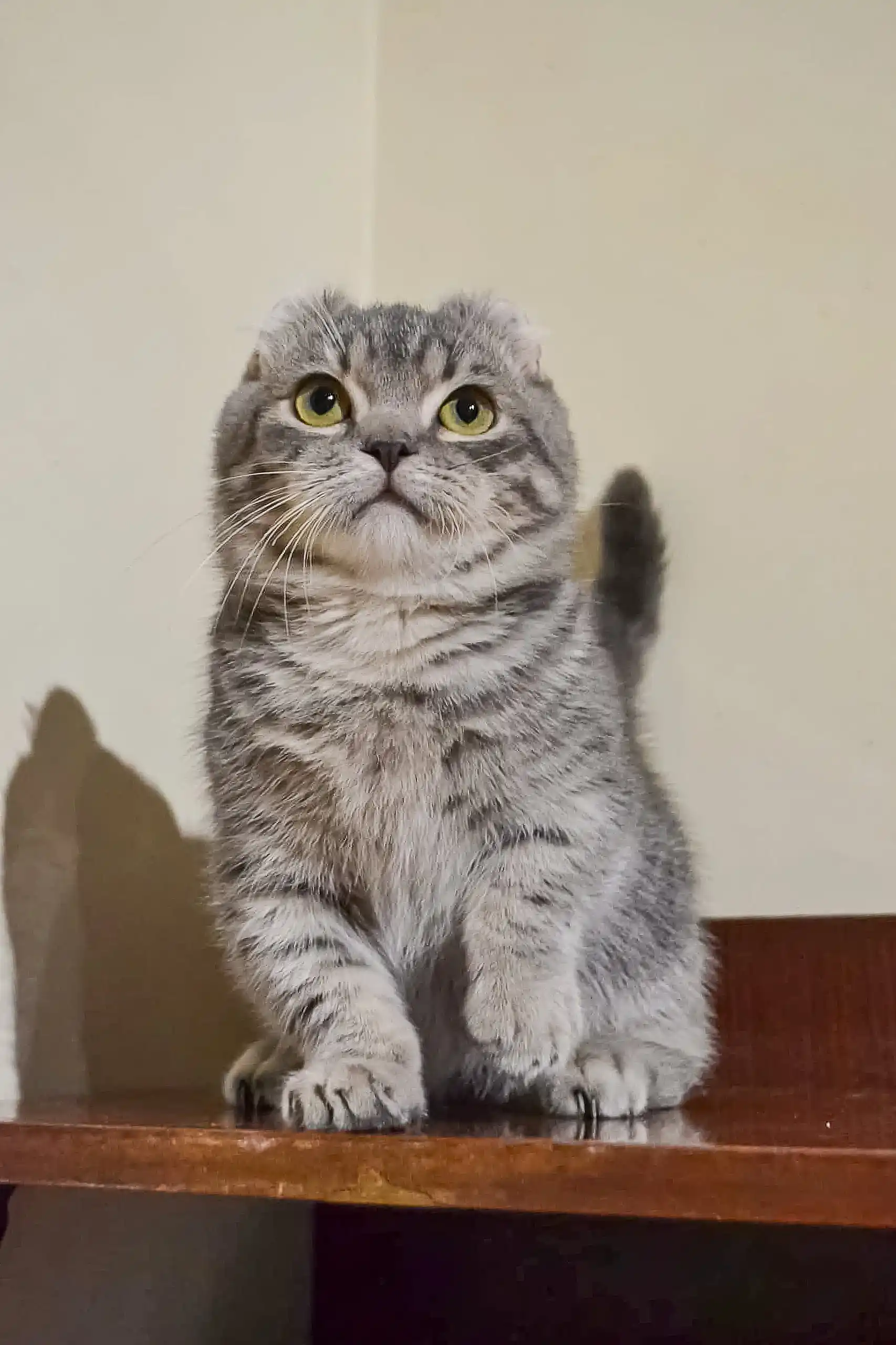 Frodo | Kinkalow Kitten - Image 2