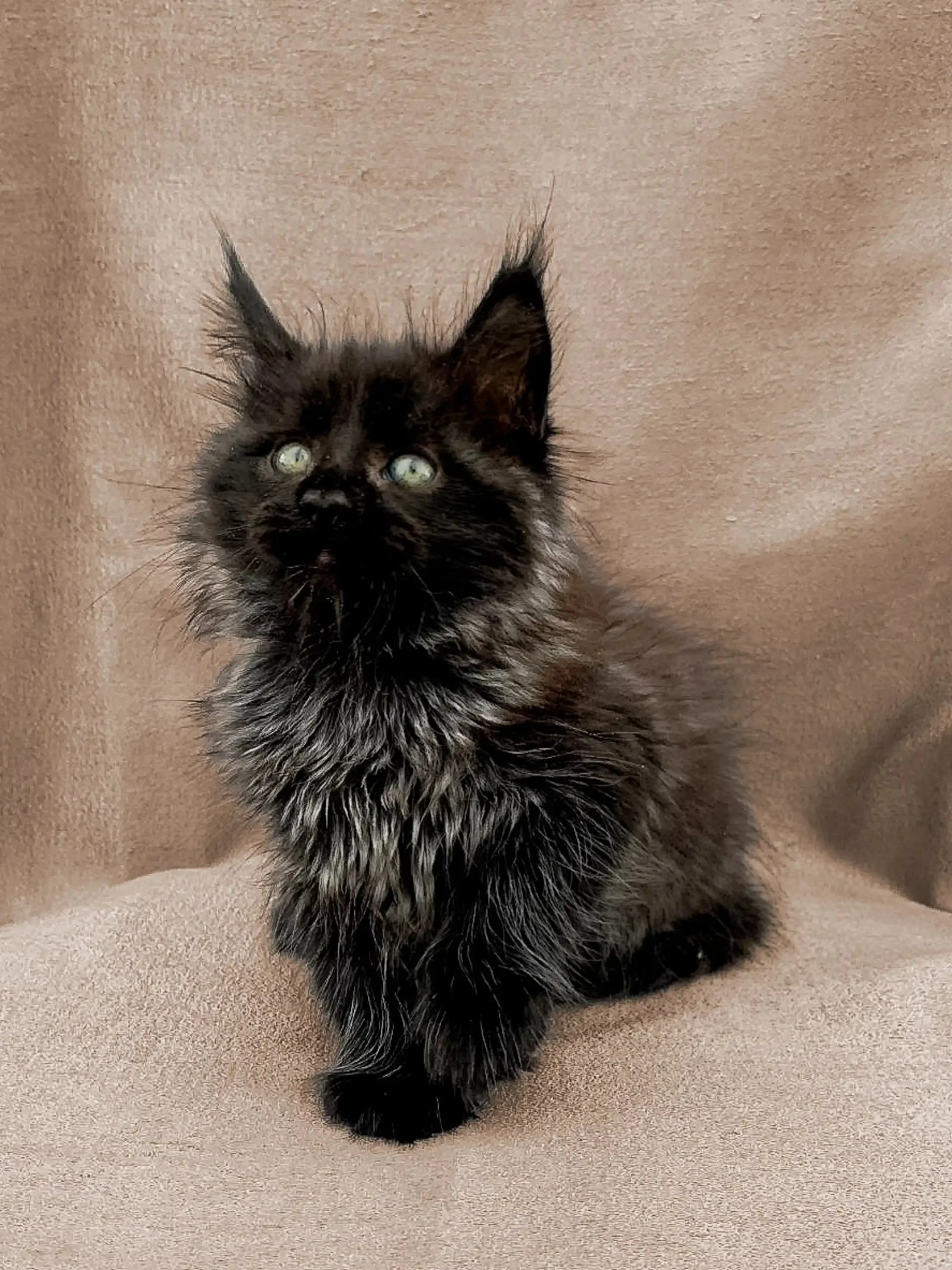 Frodo | Maine Coon Kitten - Image 4
