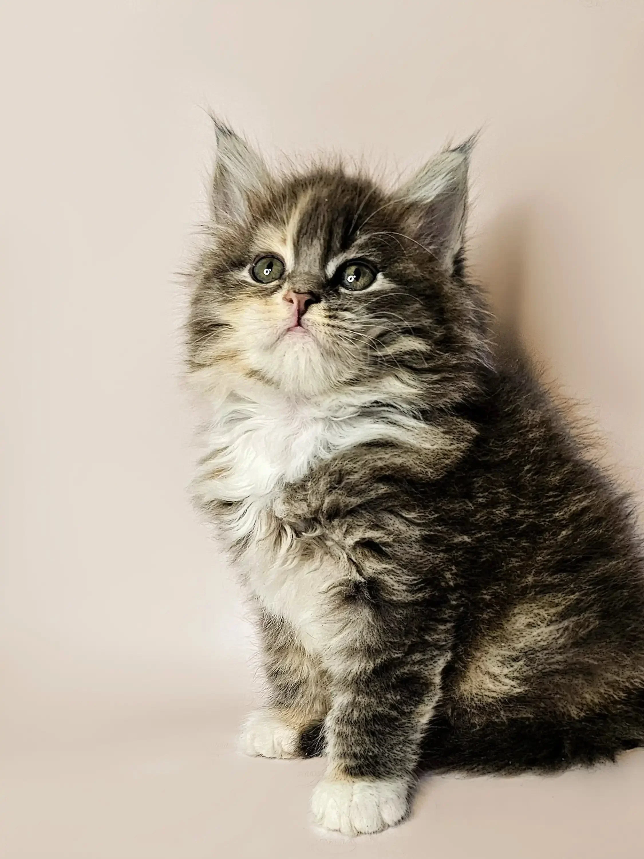 Fuji | Maine Coon Kitten - Image 19