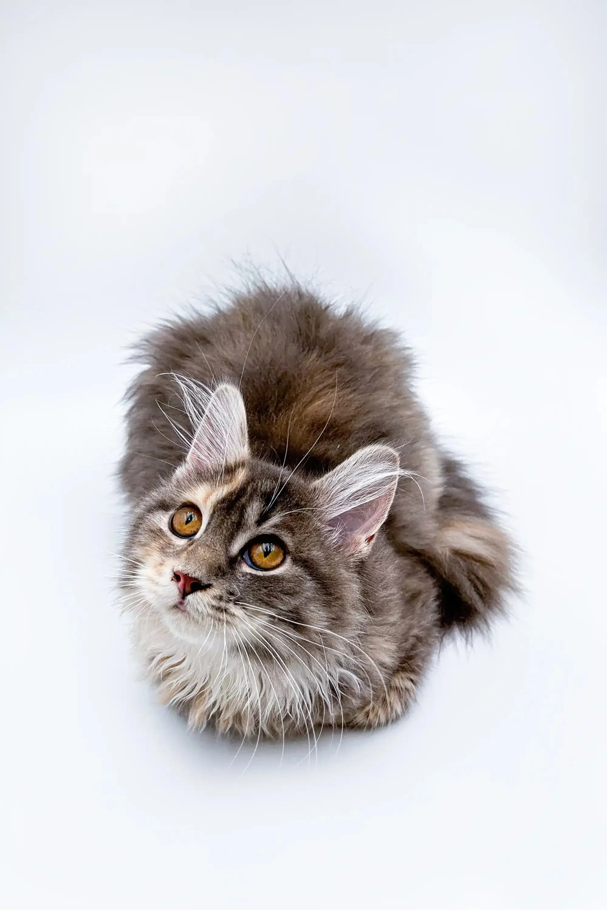 Fuji | Maine Coon Kitten - Image 4