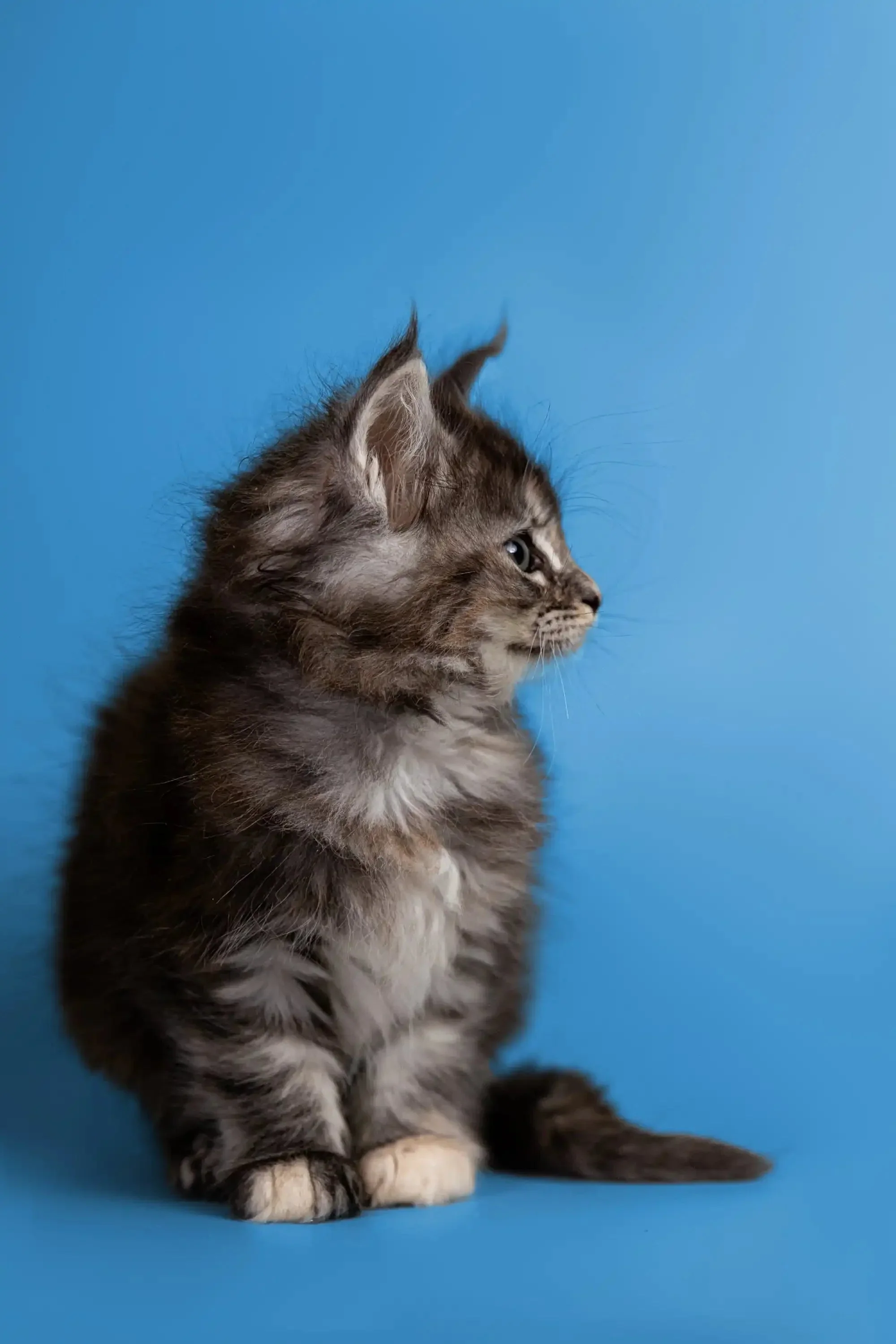 Gabi | Maine Coon Kitten - Image 11
