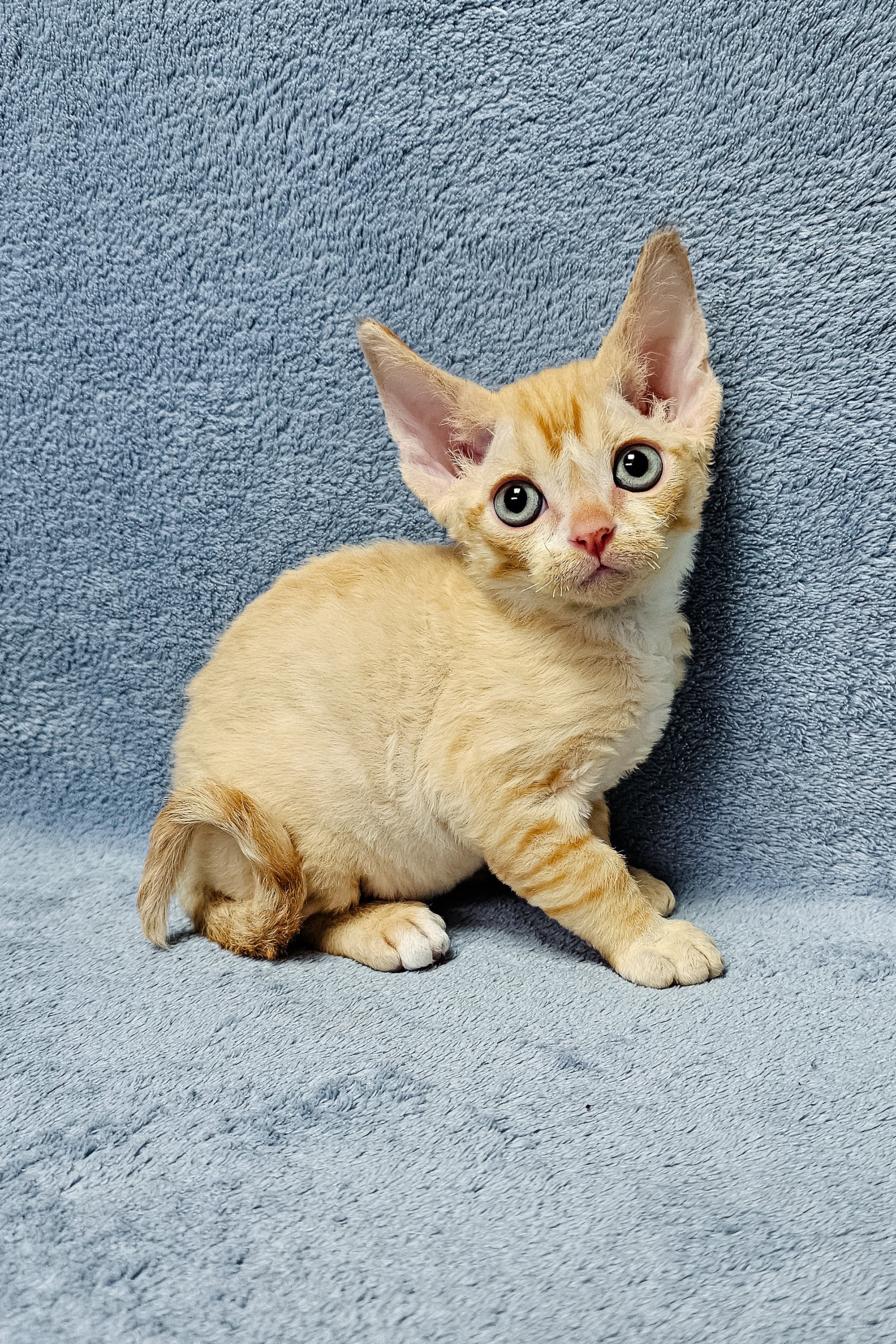Garfield | Devon Rex Kitten - Image 2