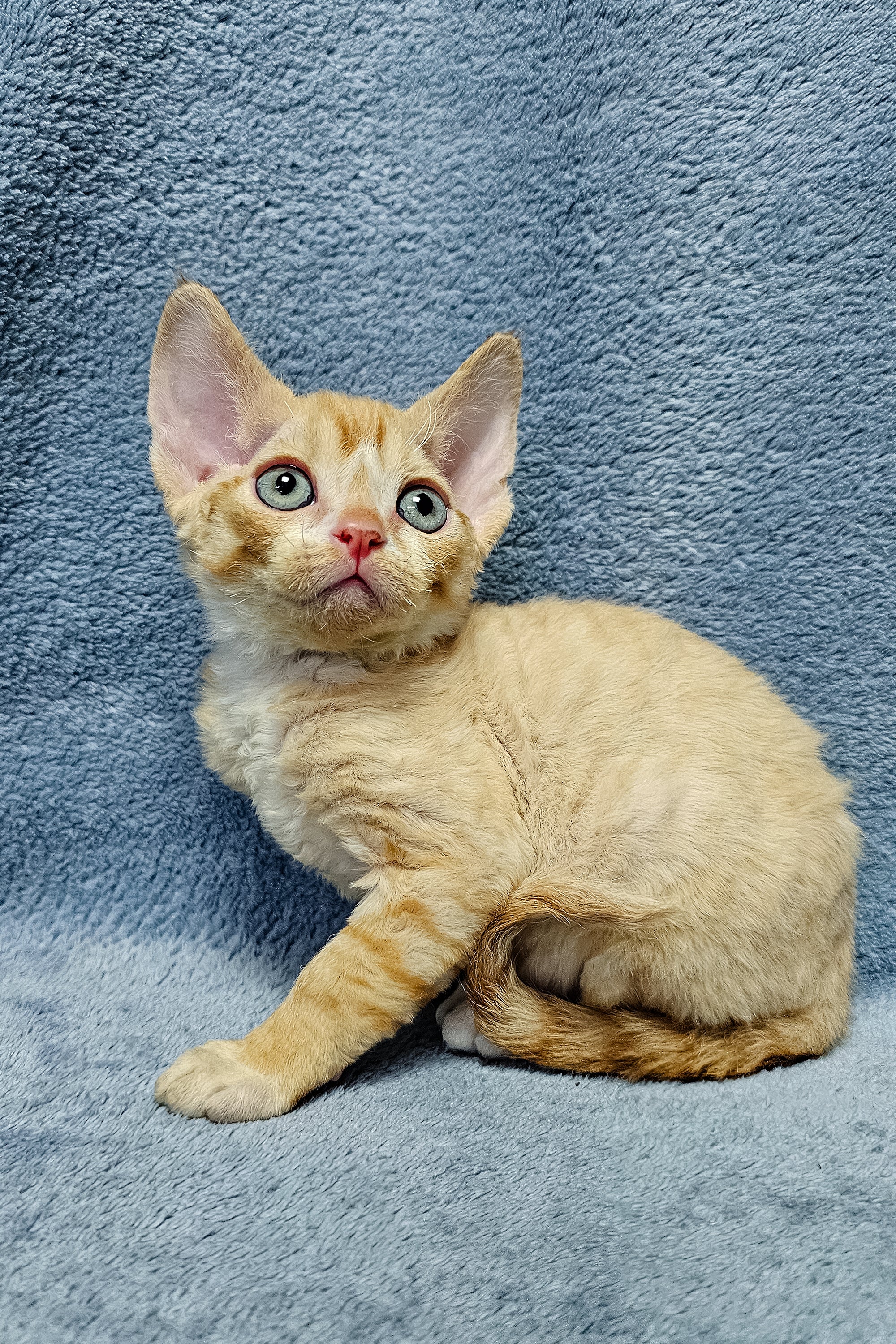 Garfield | Devon Rex Kitten - Image 4