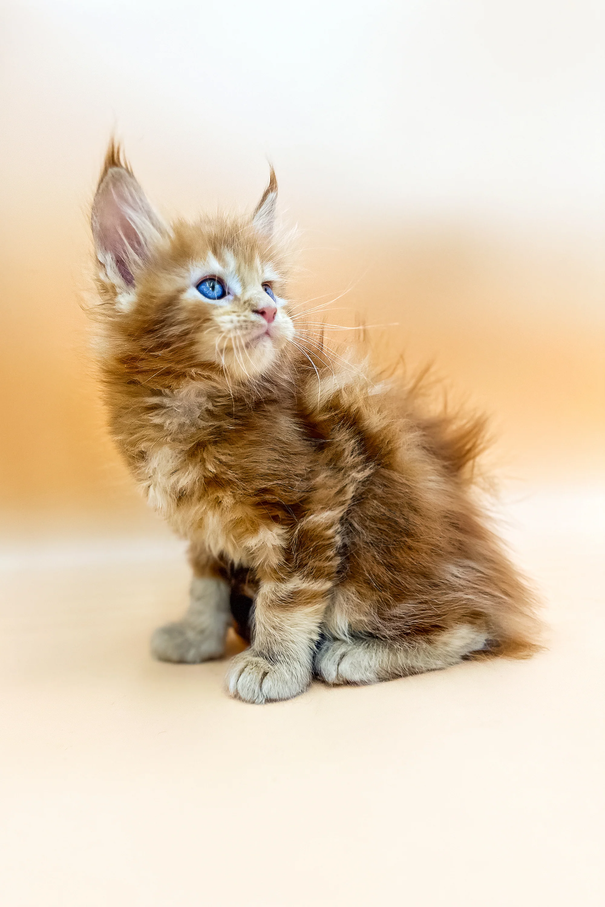 Garrison | Maine Coon Kitten - Image 2