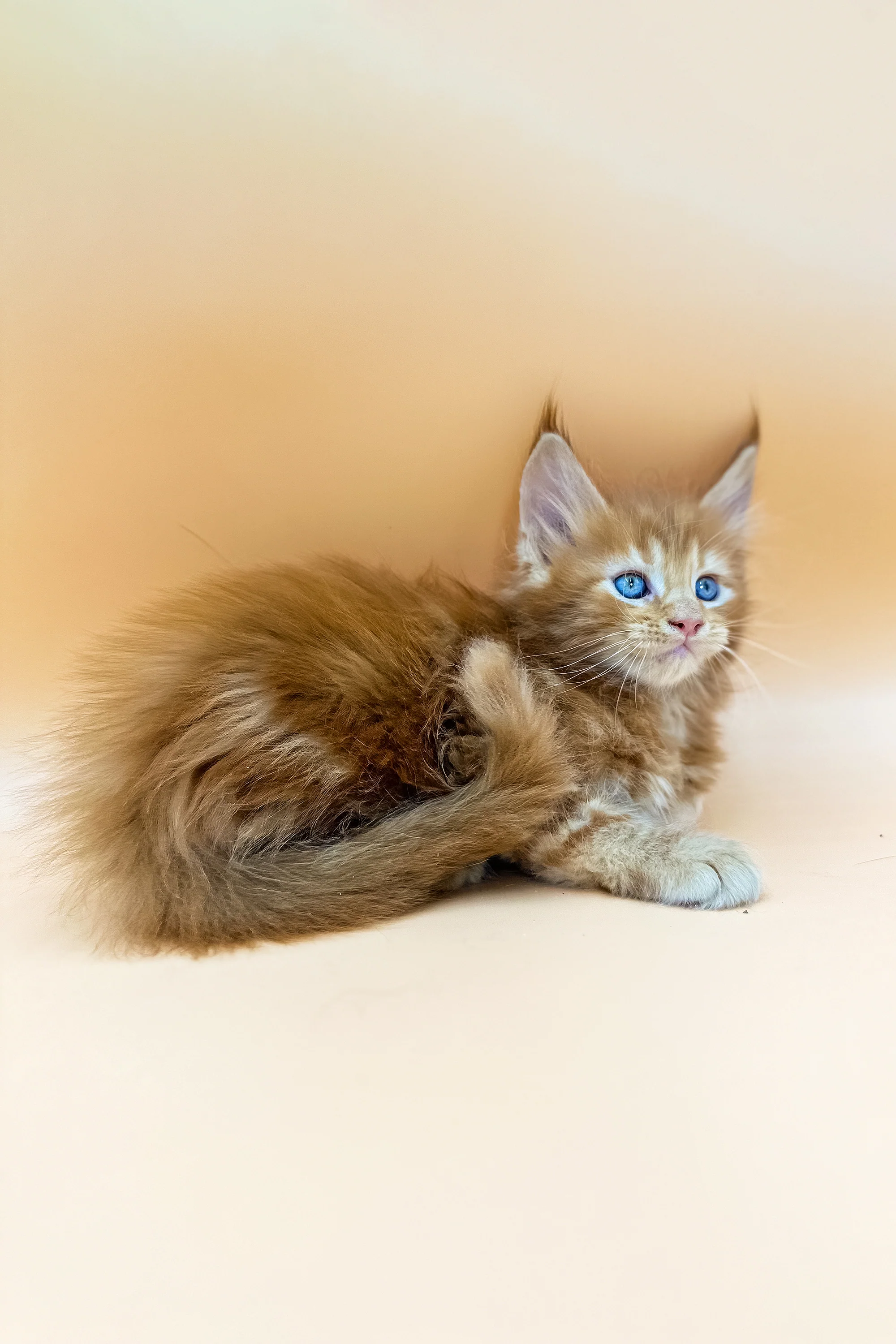 Garrison | Maine Coon Kitten - Image 4