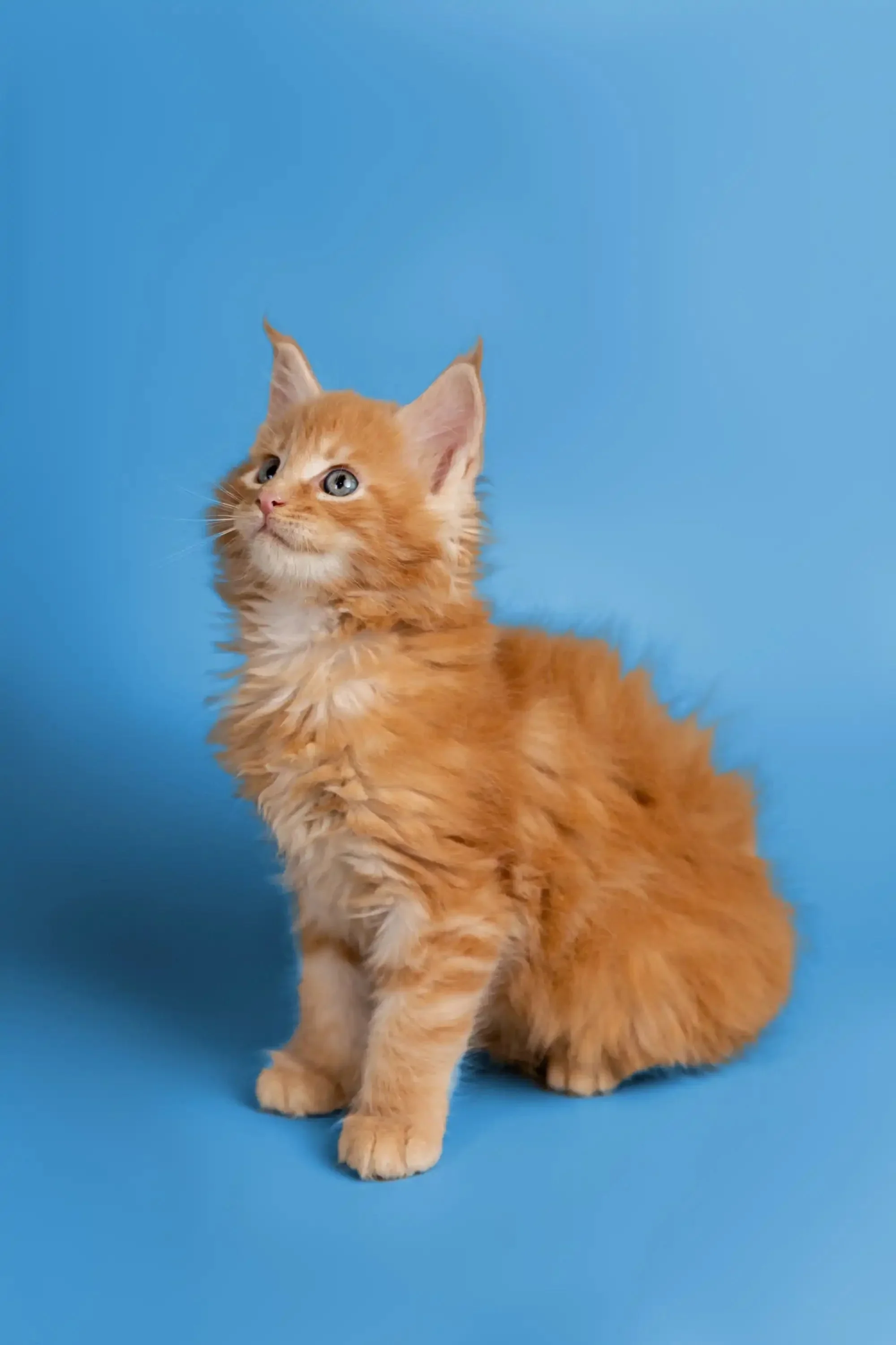 Gary | Maine Coon Kitten - Image 15