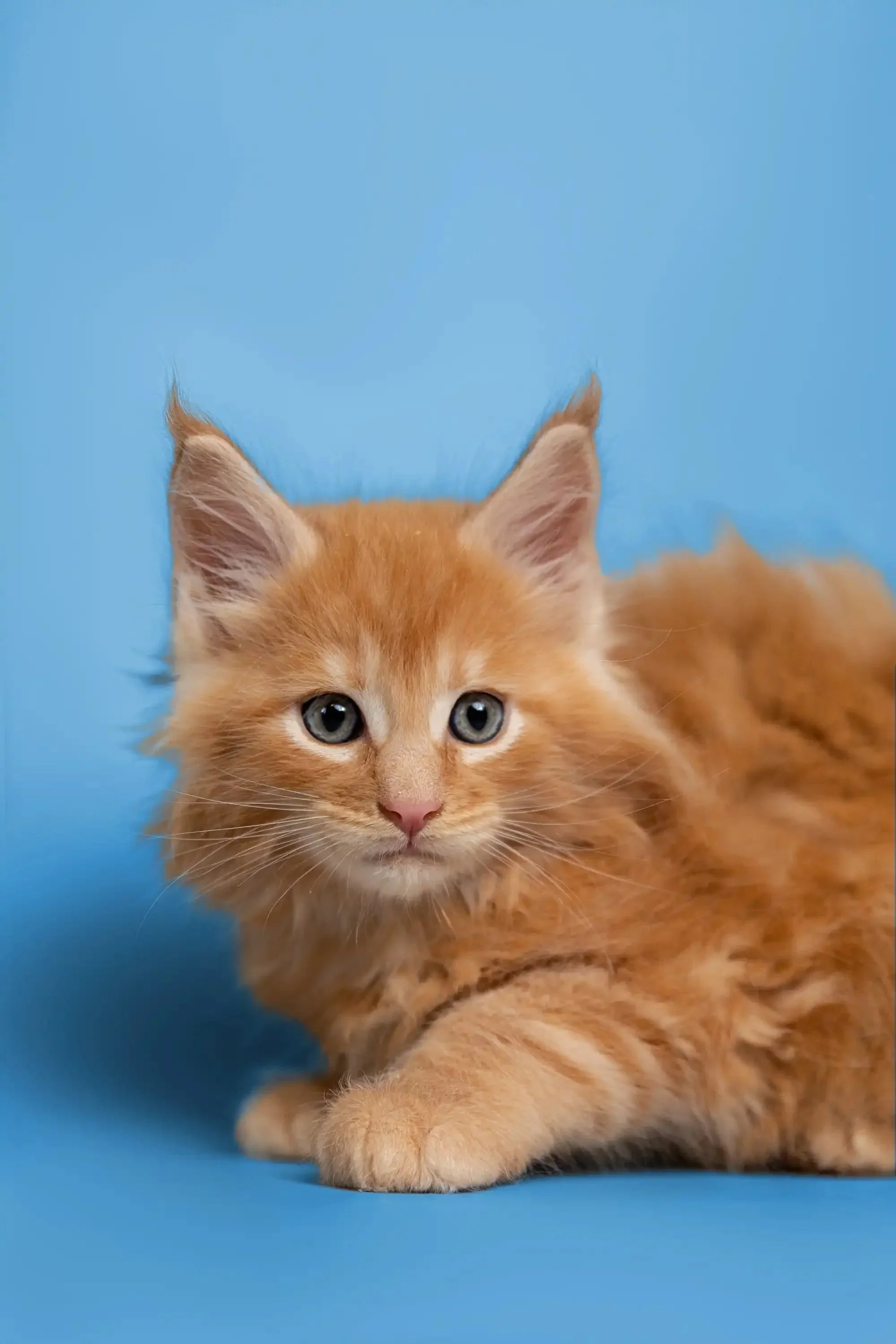 Gary | Maine Coon Kitten - Image 4