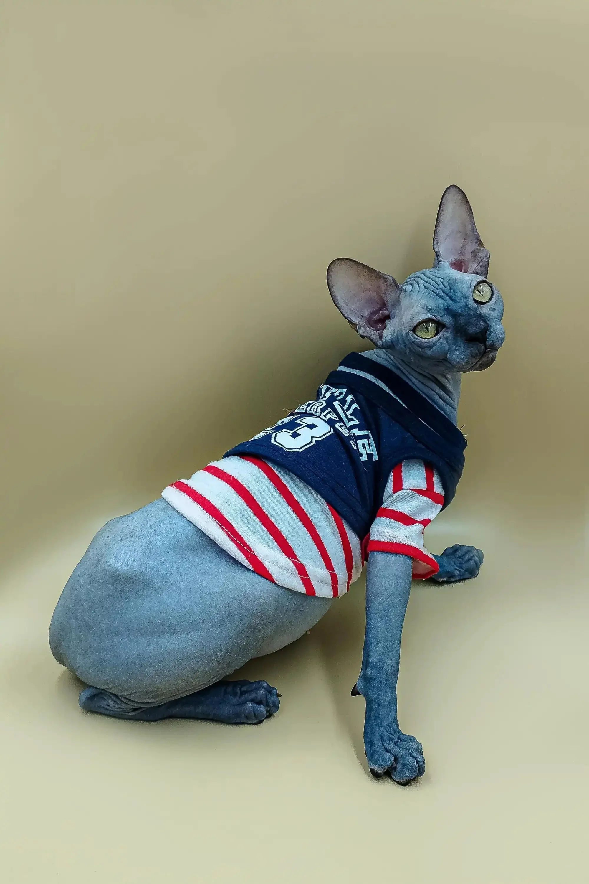Gary| Sphynx Kitten - Image 2