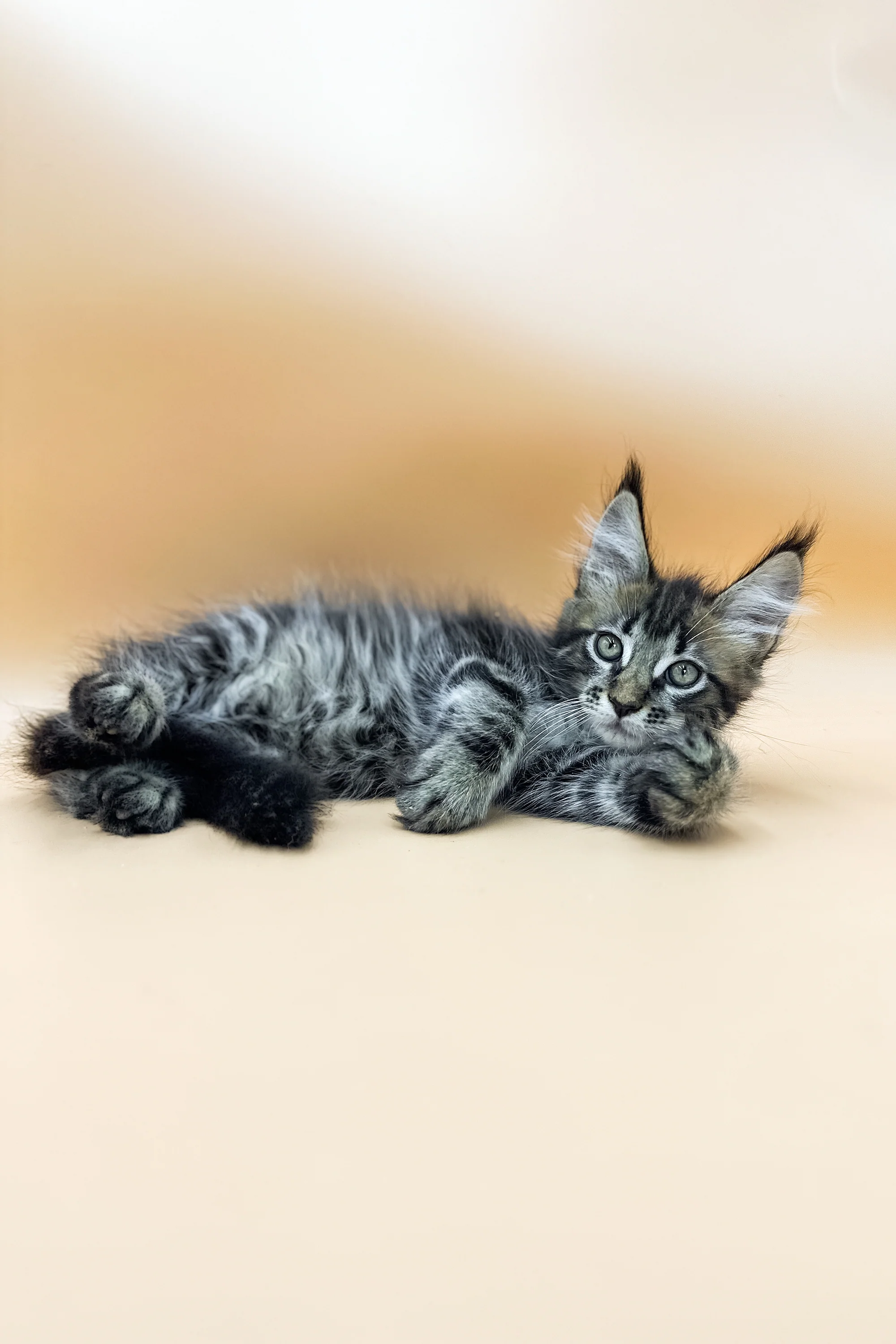 Gelli | Maine Coon Kitten - Image 4