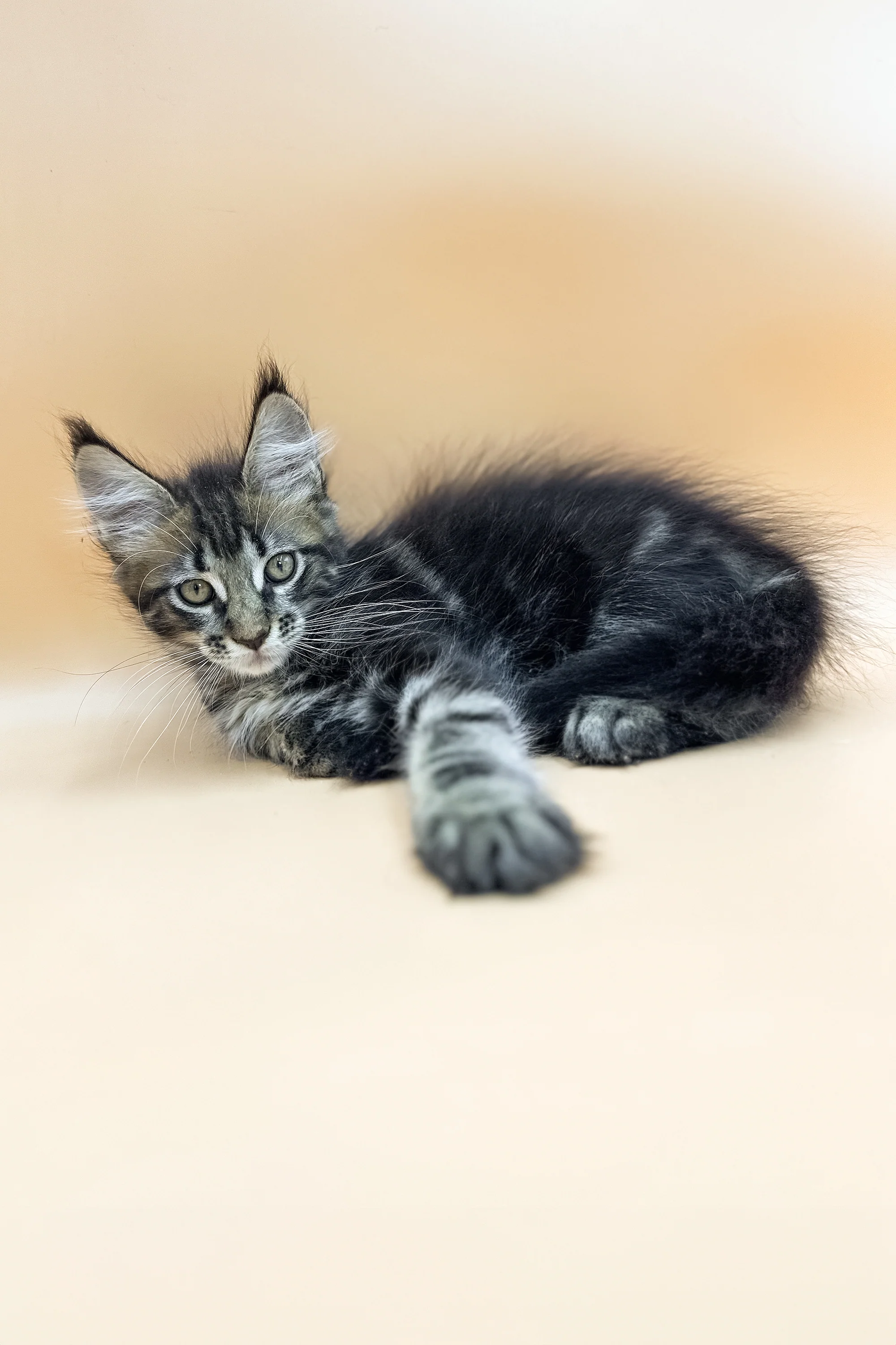 Gelli | Maine Coon Kitten - Image 6