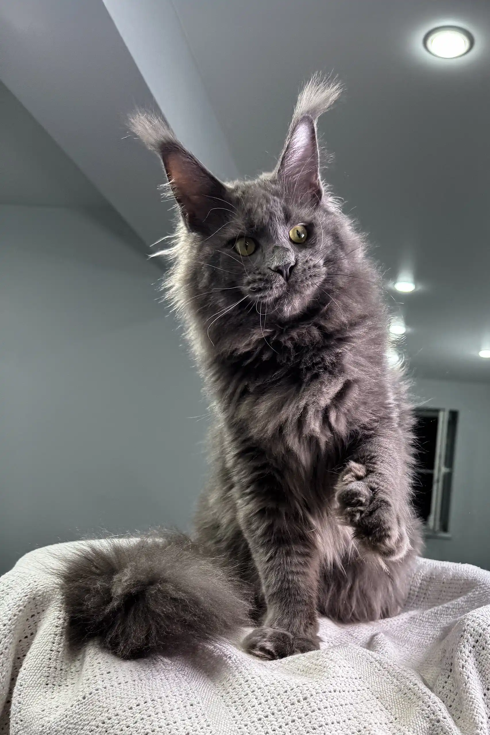 General | Maine Coon Kitten - Image 3