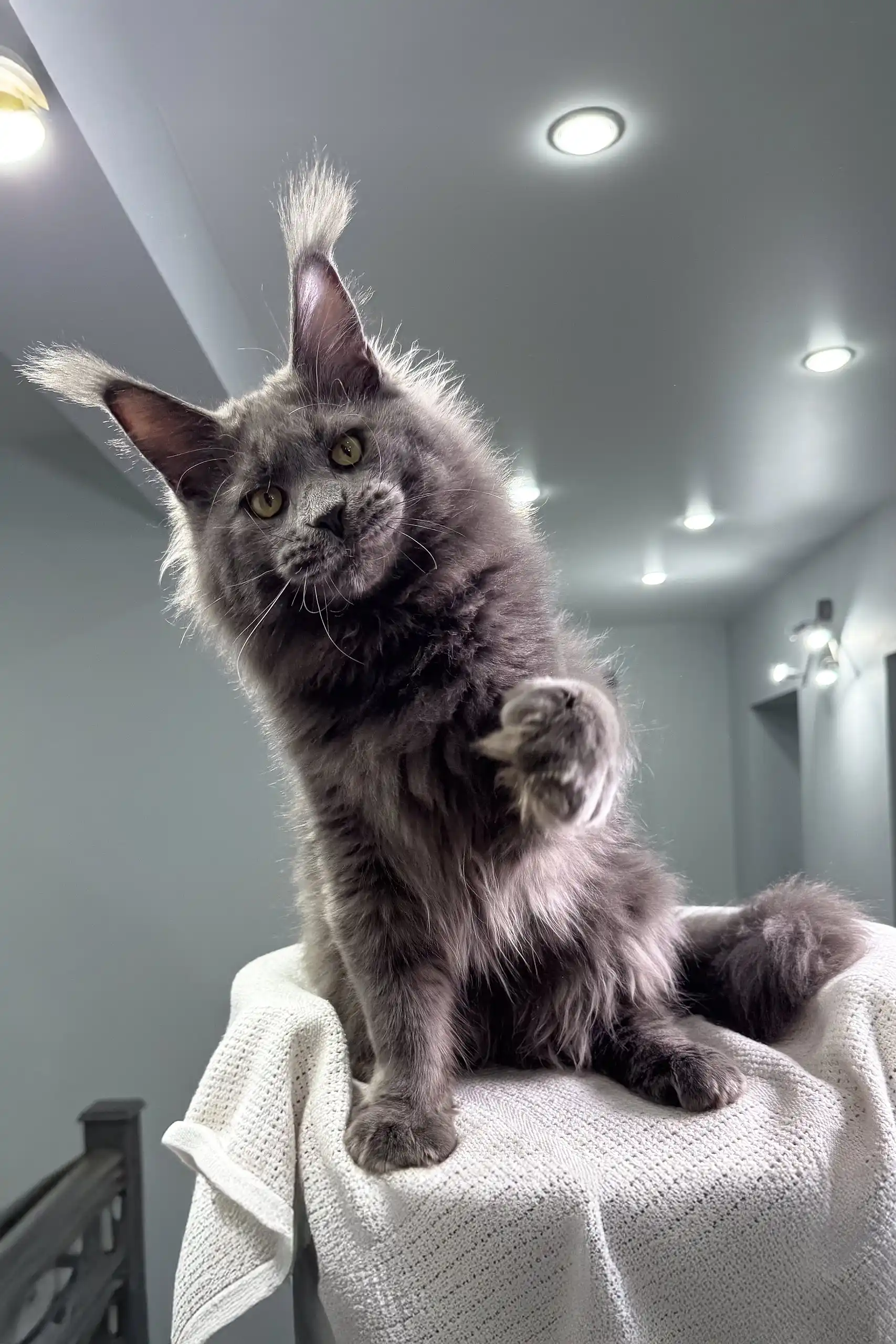 General | Maine Coon Kitten - Image 5