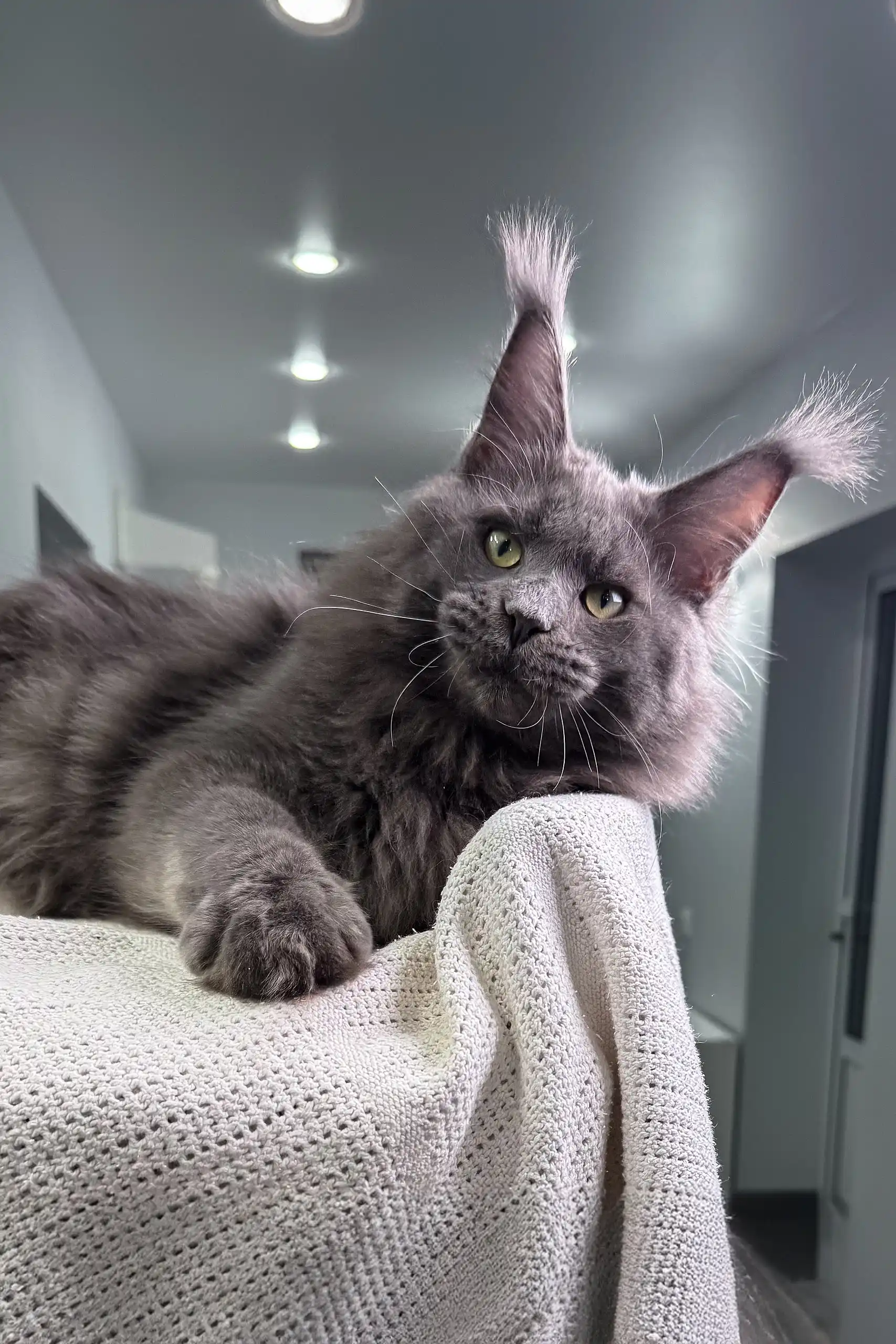 General | Maine Coon Kitten - Image 7
