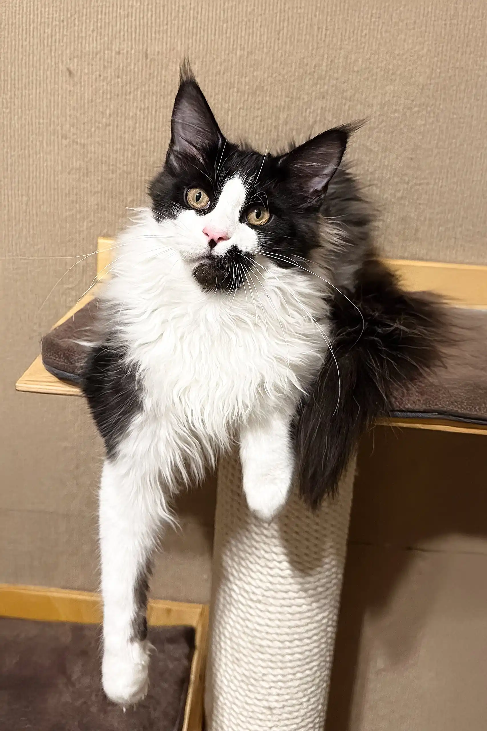Gentleman | Maine Coon Kitten - Image 2