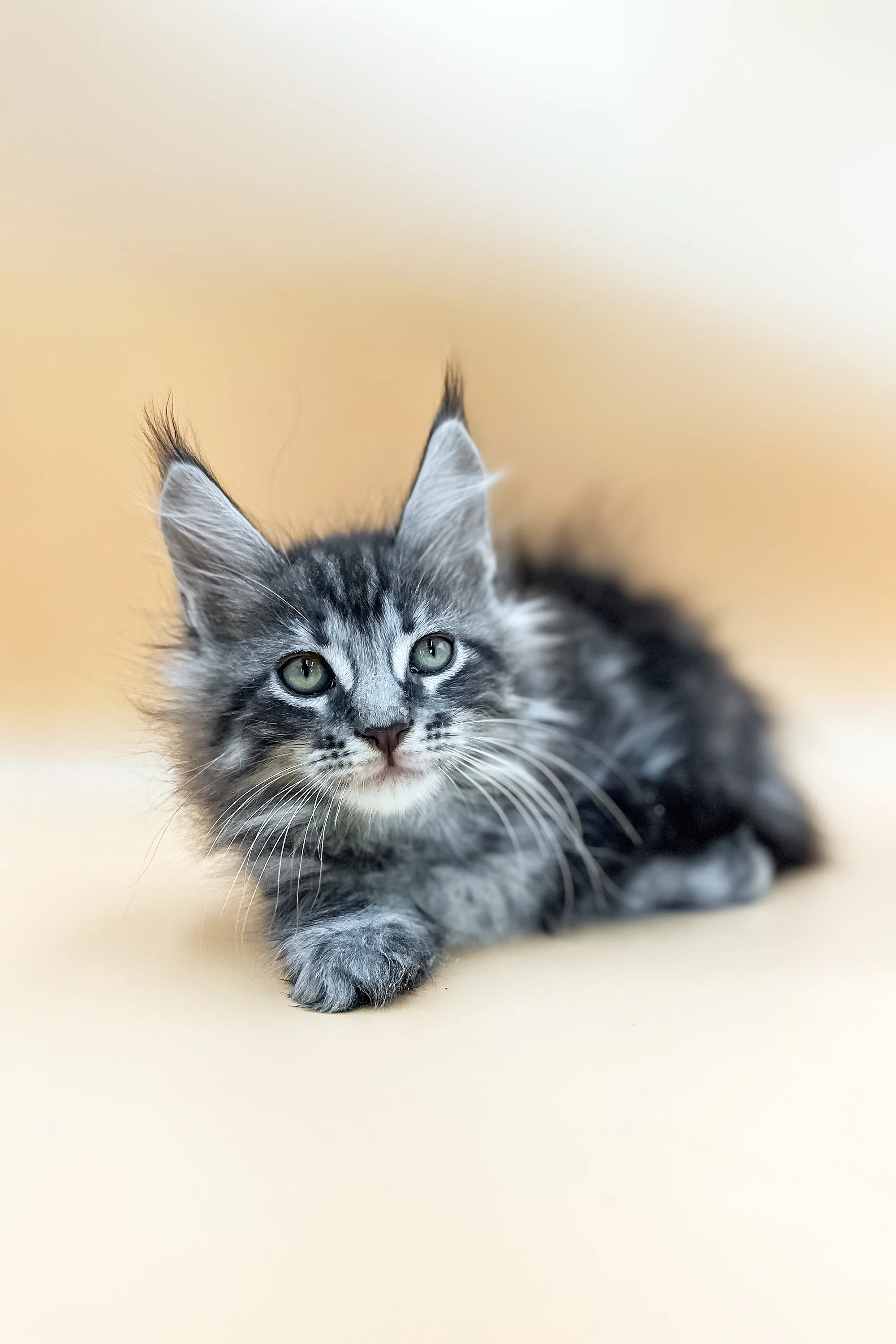 Gerasim | Maine Coon Kitten - Image 3