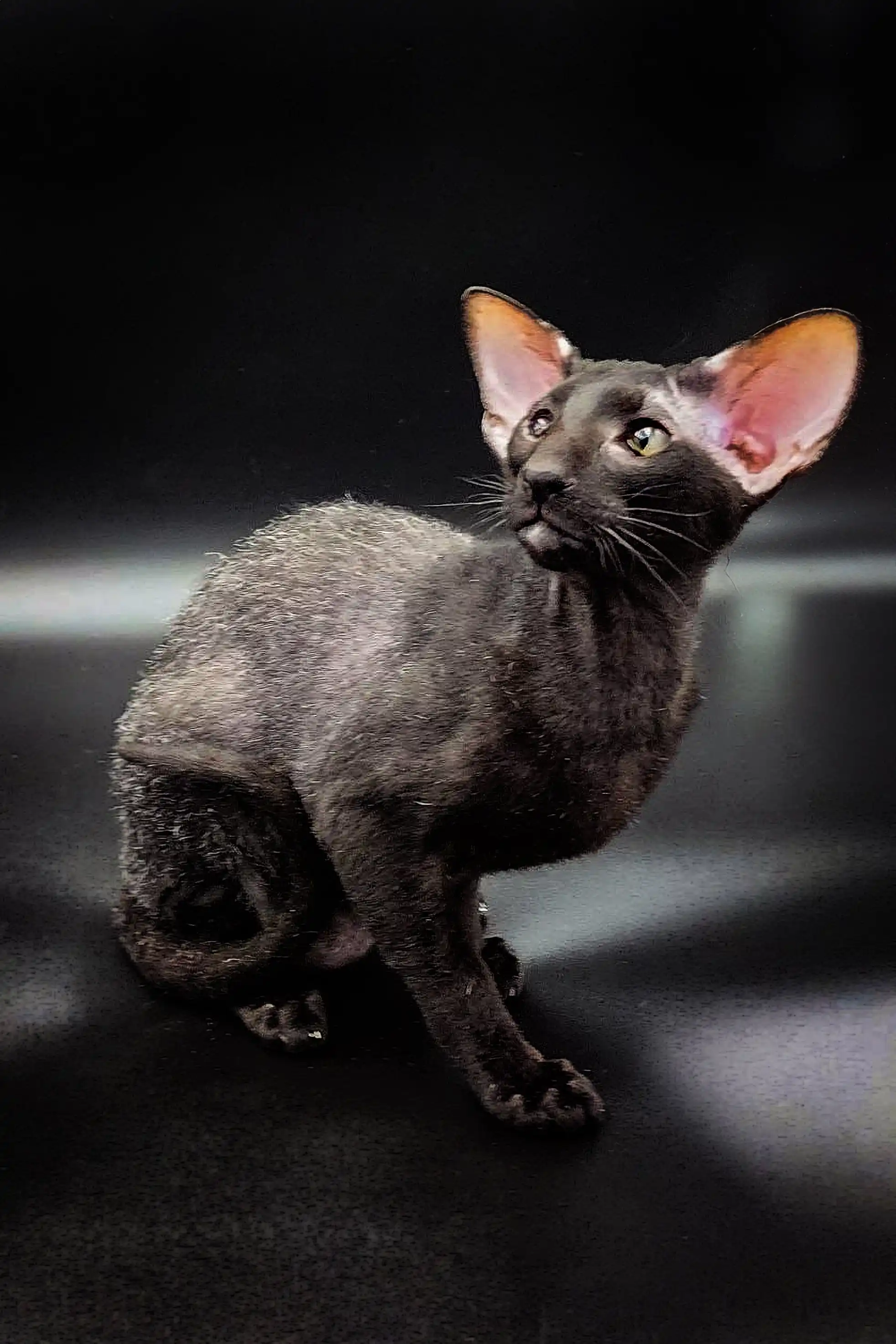 Gillian | Peterbald Kitten - Image 5
