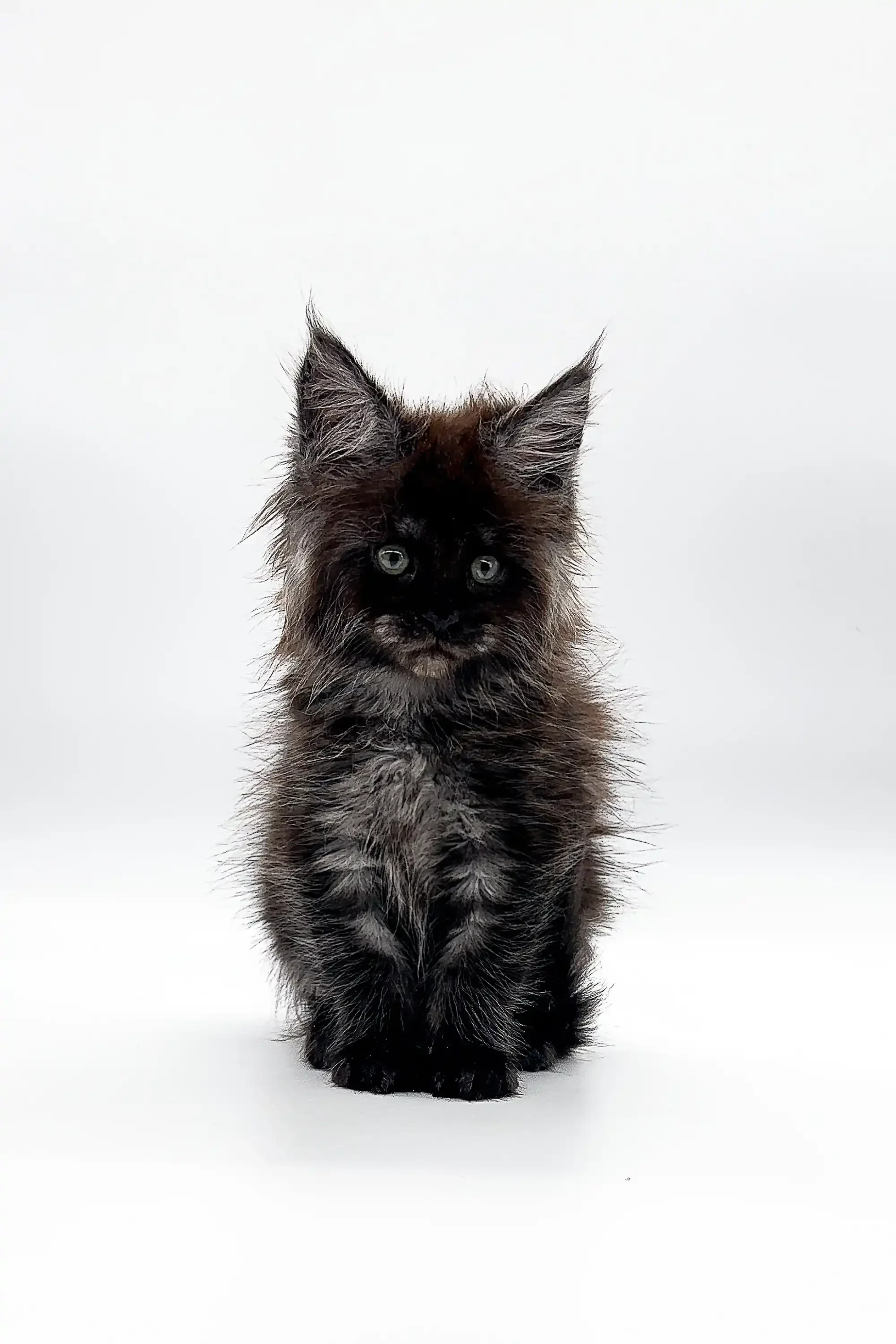Gipsy | Maine Coon Kitten - Image 2