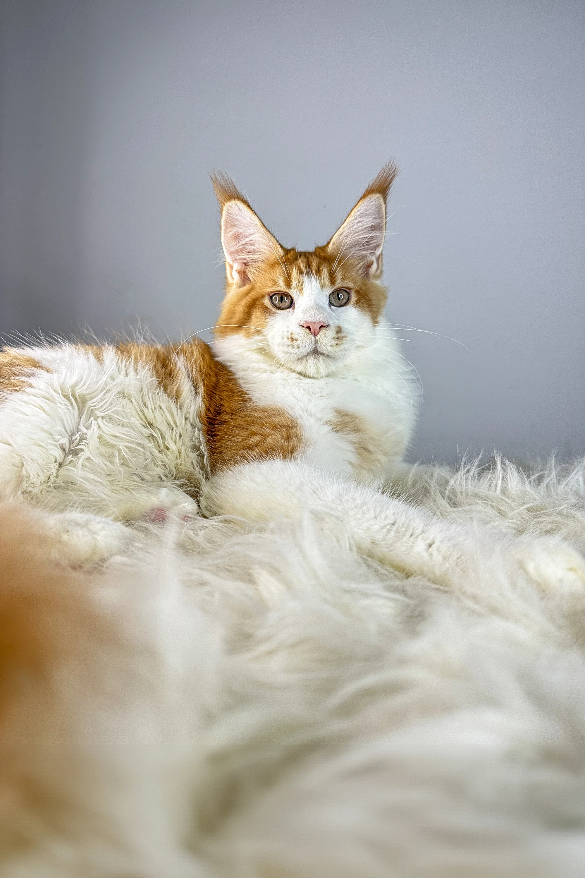 Gladiator | Maine Coon Kitten - Image 8