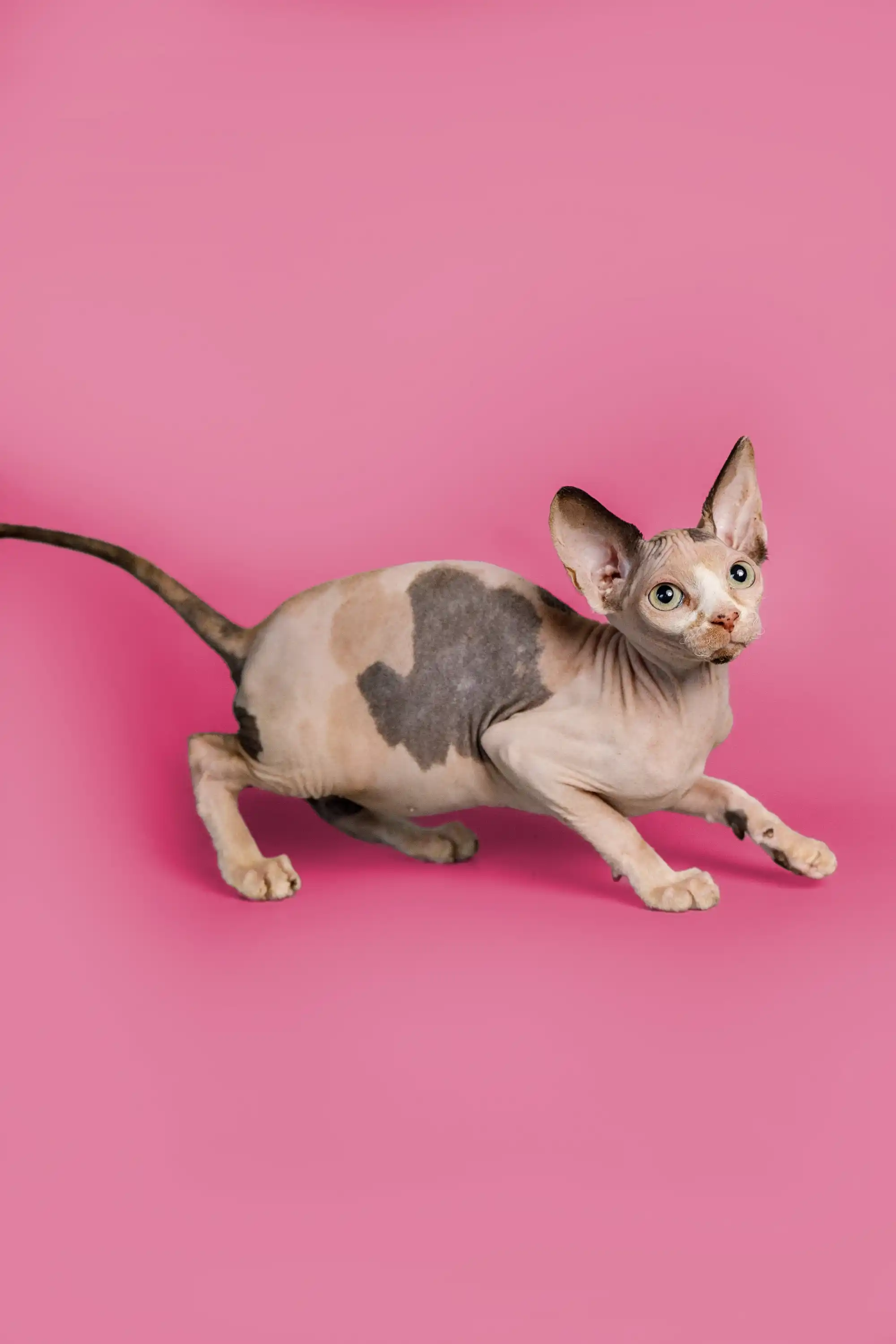 Gladis| Sphynx Kitten - Image 2