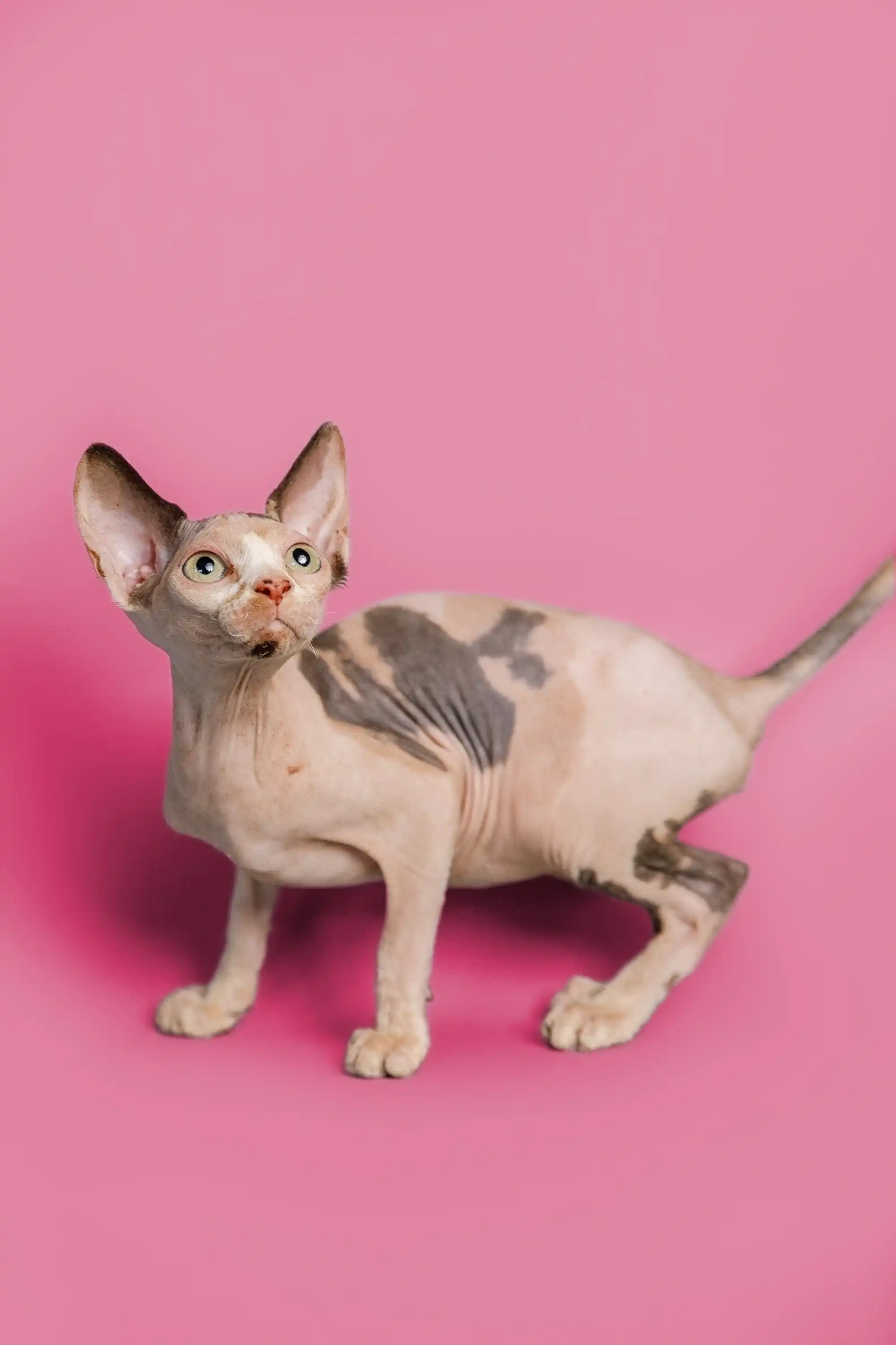 Gladis| Sphynx Kitten - Image 4
