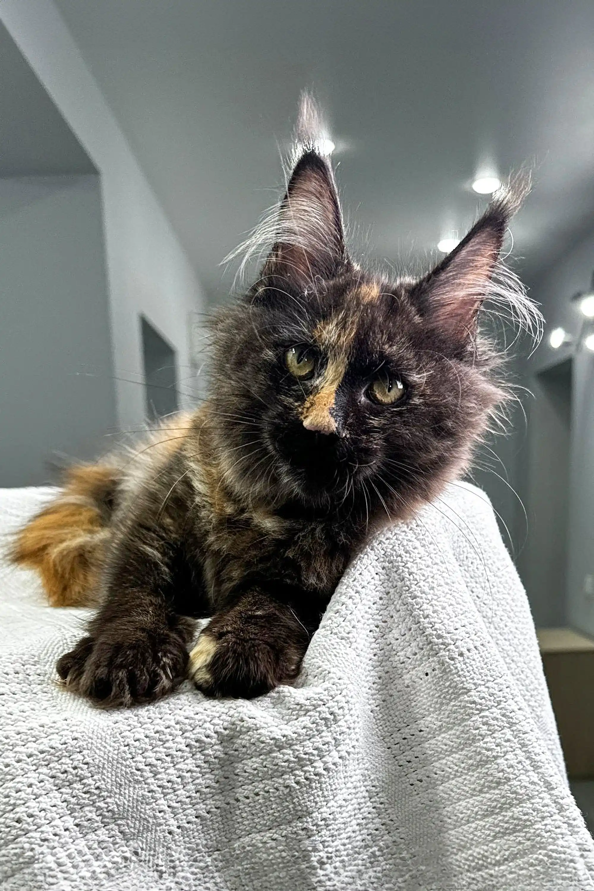 Glori | Maine Coon Kitten - Image 7