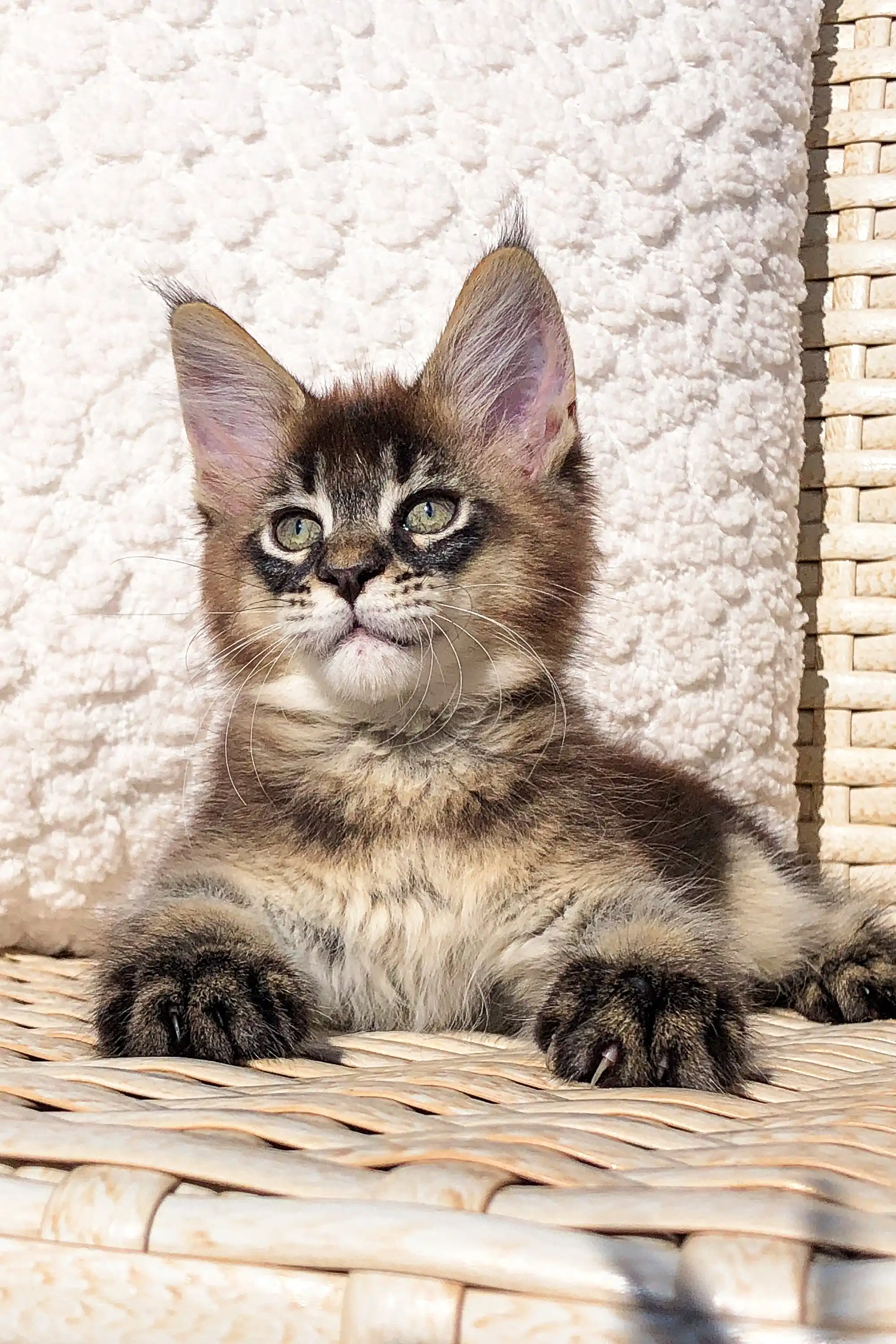 Glory | Maine Coon Kitten - Image 10