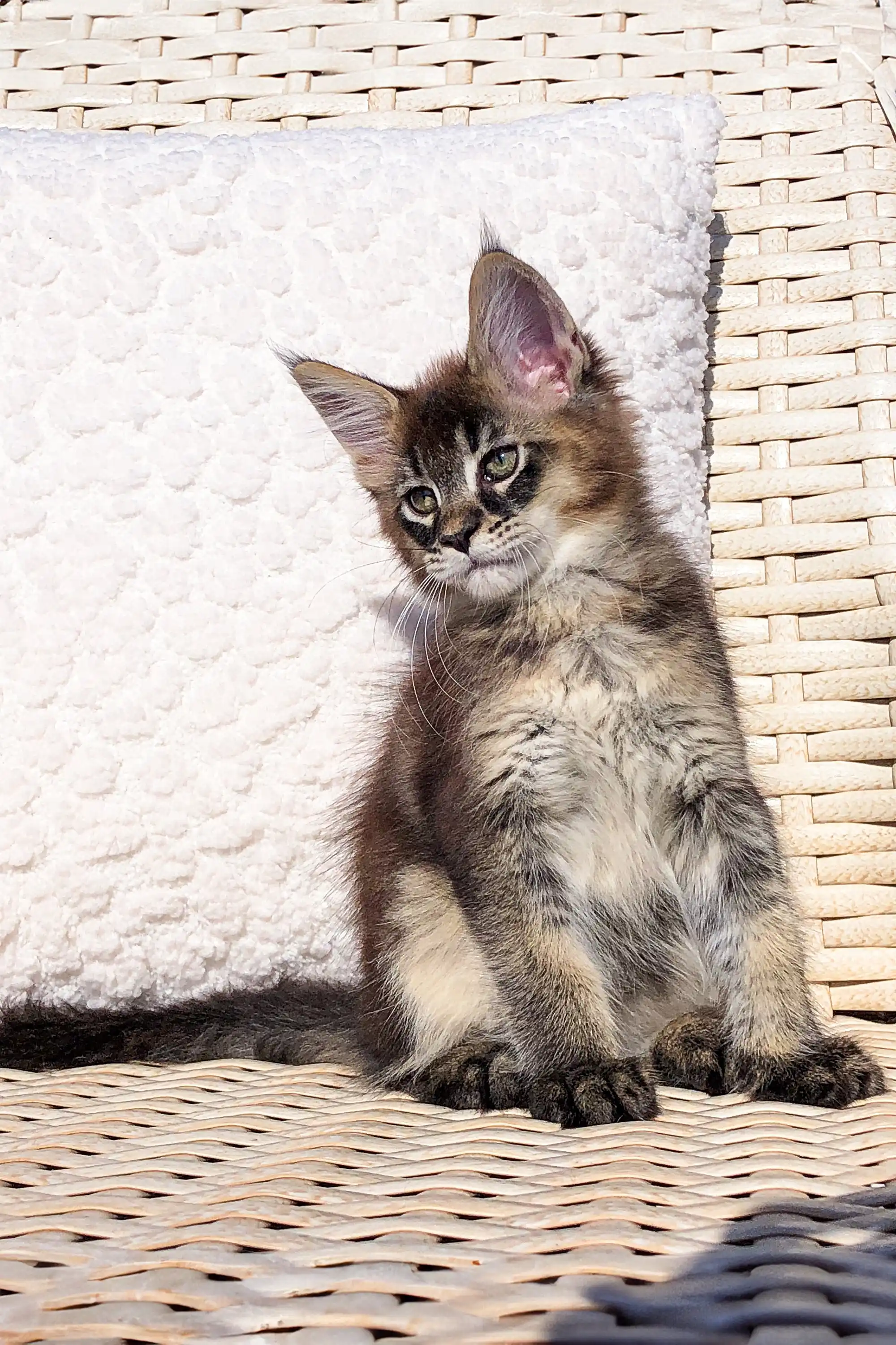Glory | Maine Coon Kitten - Image 6