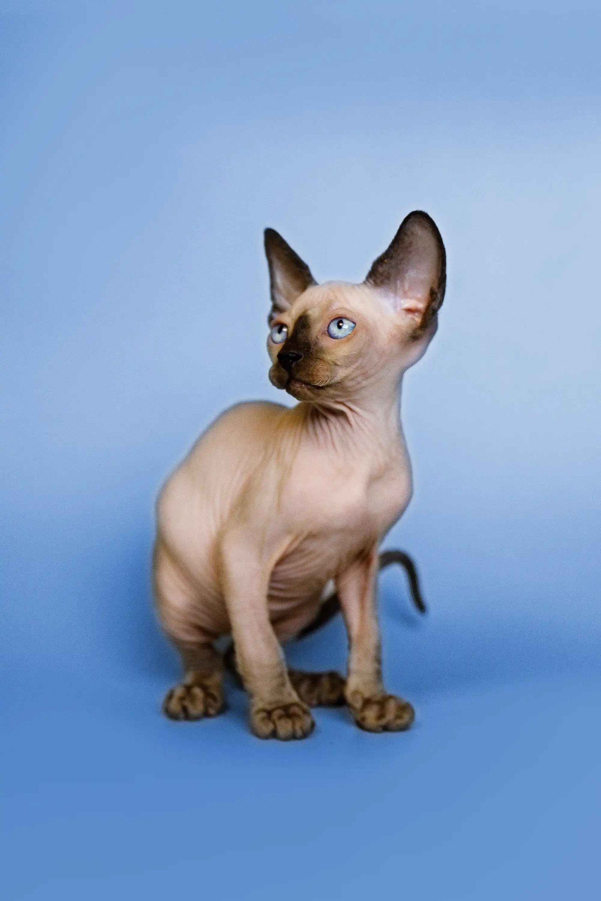 Glory | Sphynx Kitten - Image 6