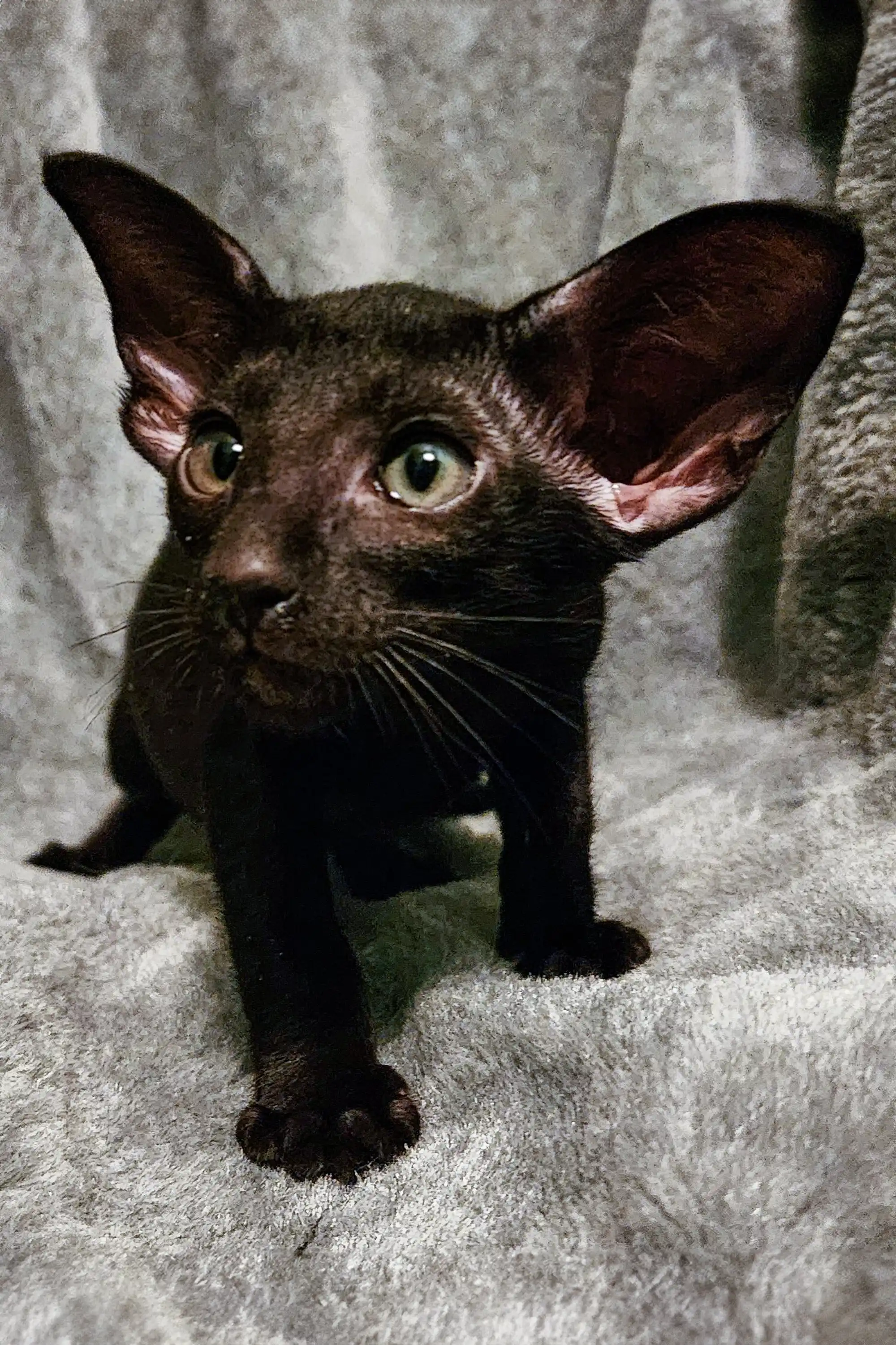 Godwin | Peterbald - Image 6