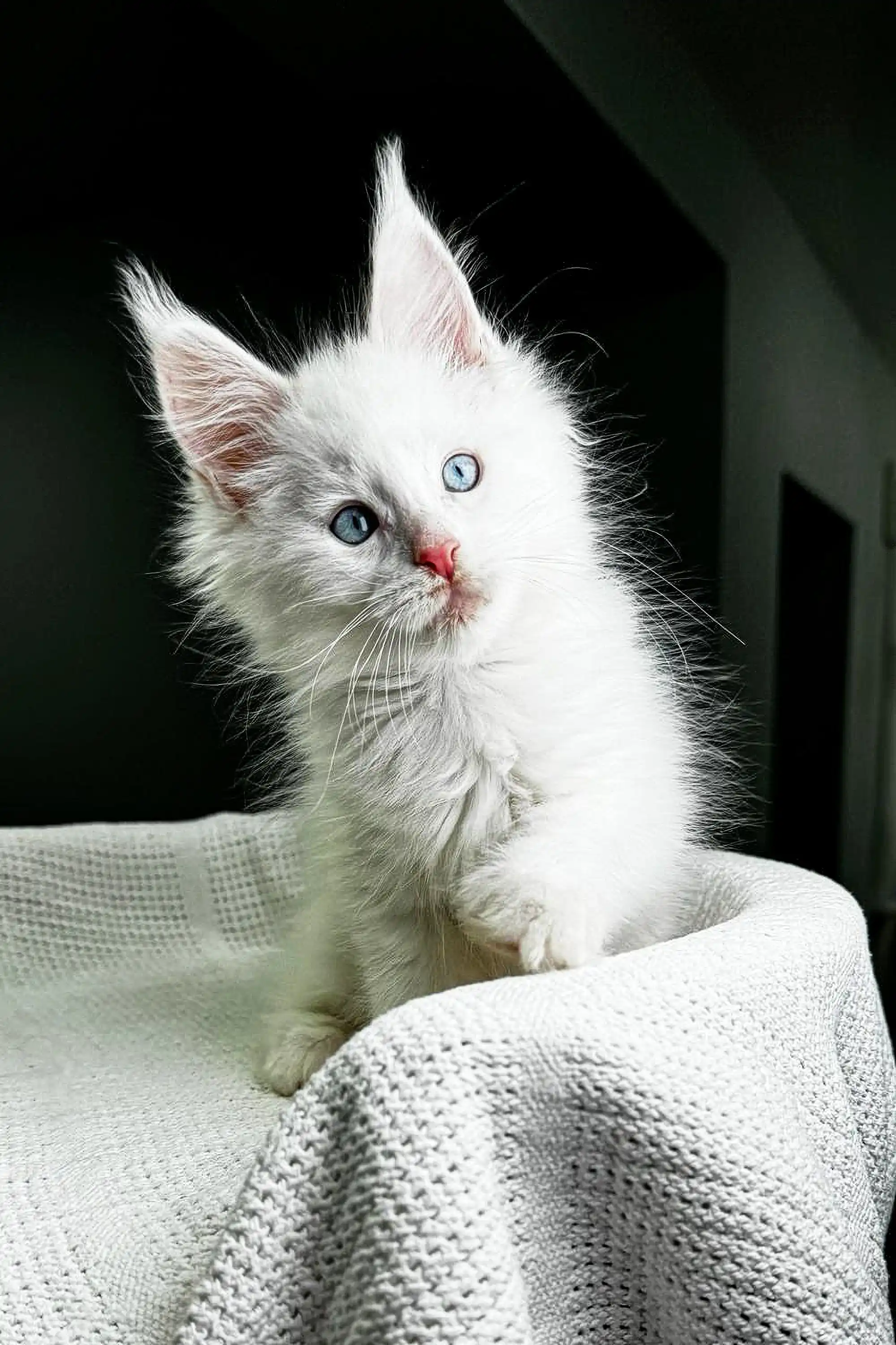 Grand Amour | Maine Coon Kitten - Image 2