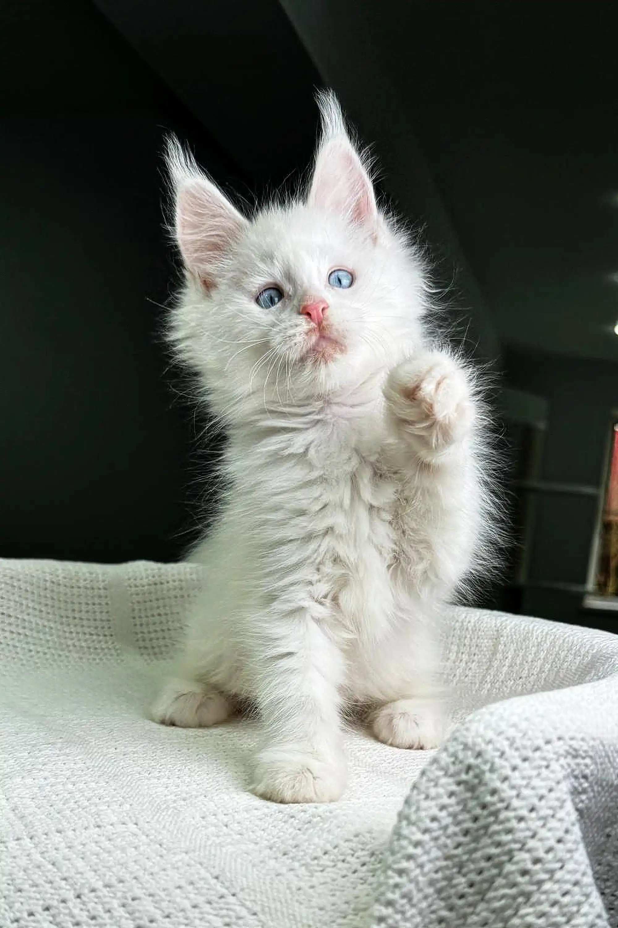 Grand Amour | Maine Coon Kitten - Image 3