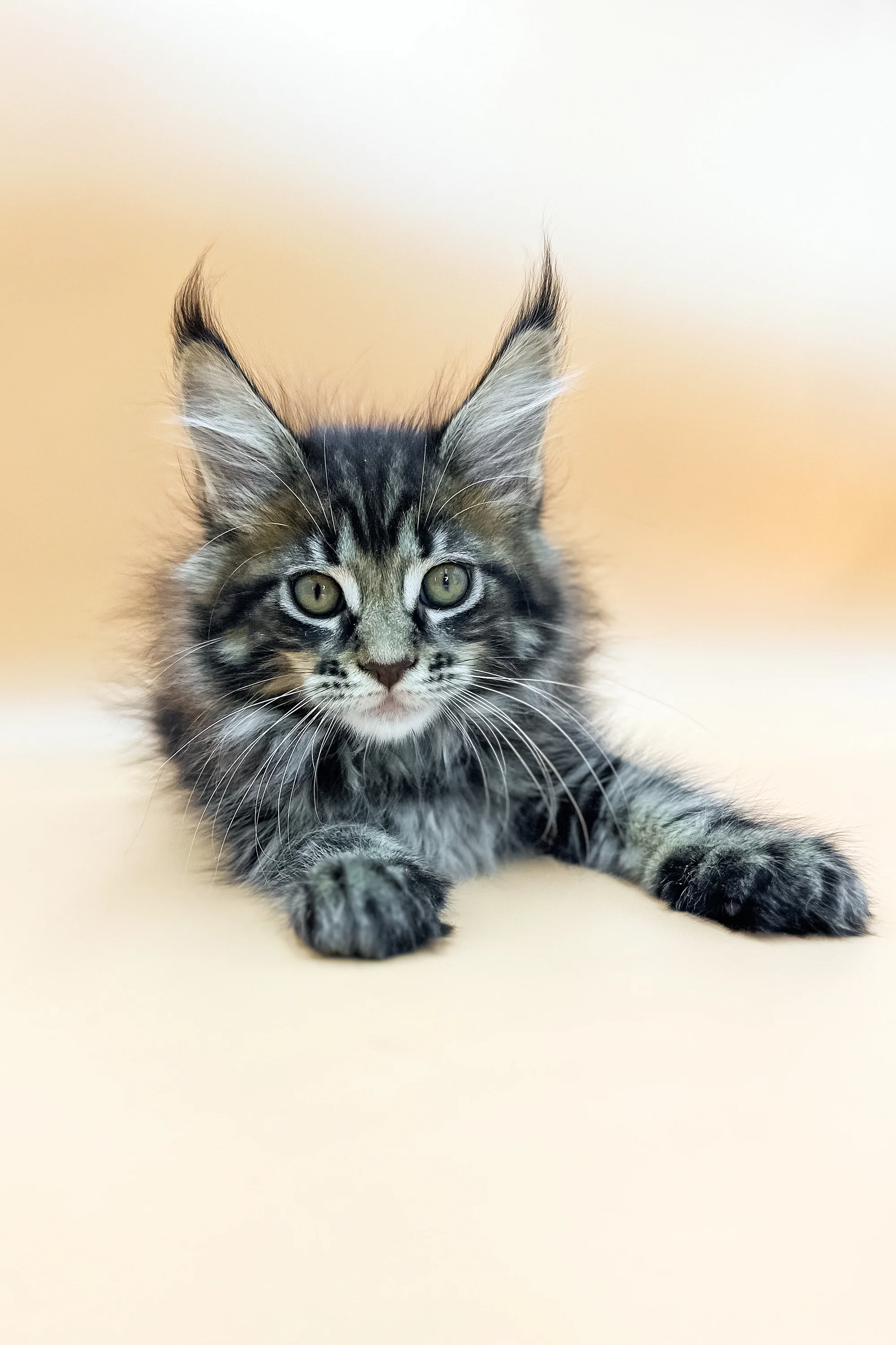 Grand | Maine Coon Kitten - Image 5