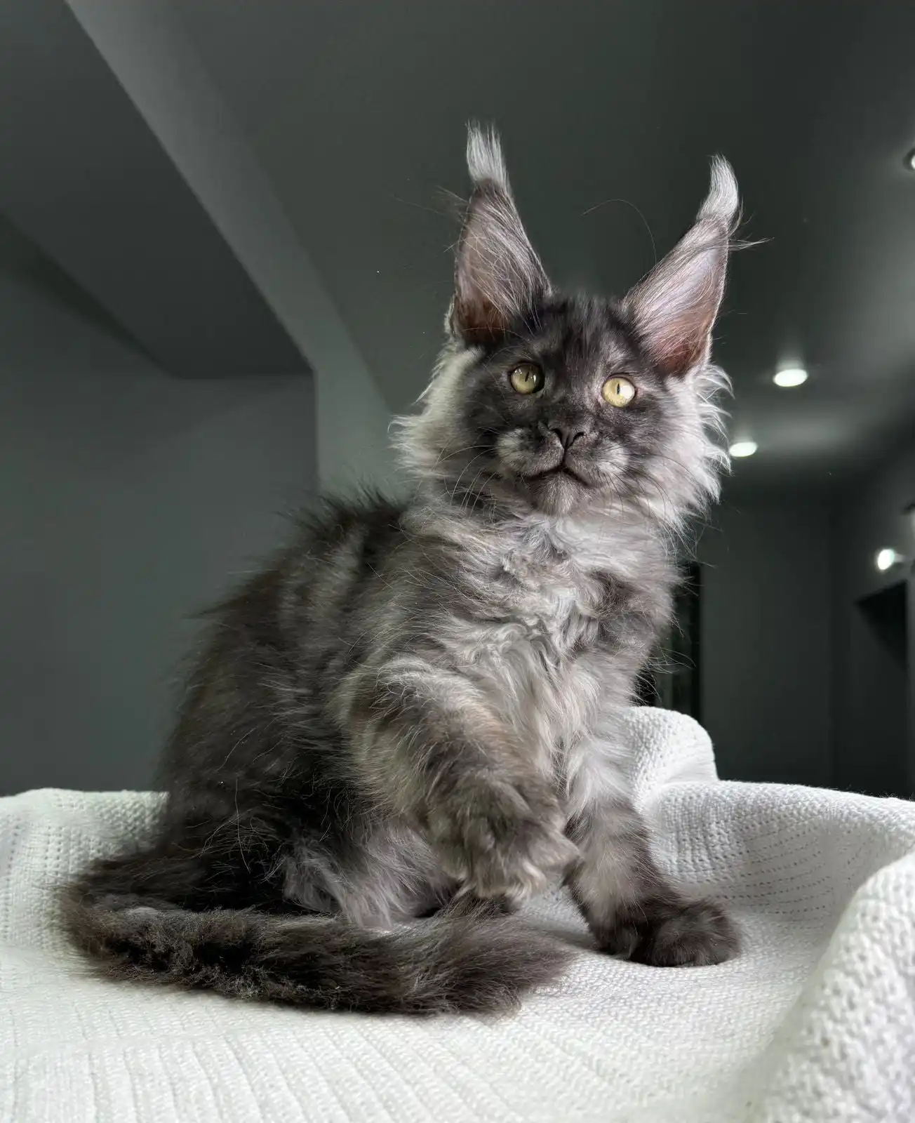 Grandbonjur | Maine Coon Kitten - Image 11