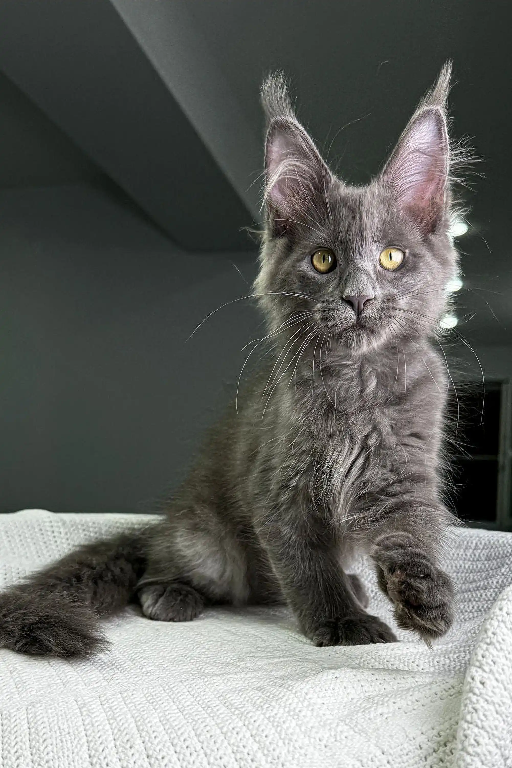 Granddame | Maine Coon Kitten - Image 3