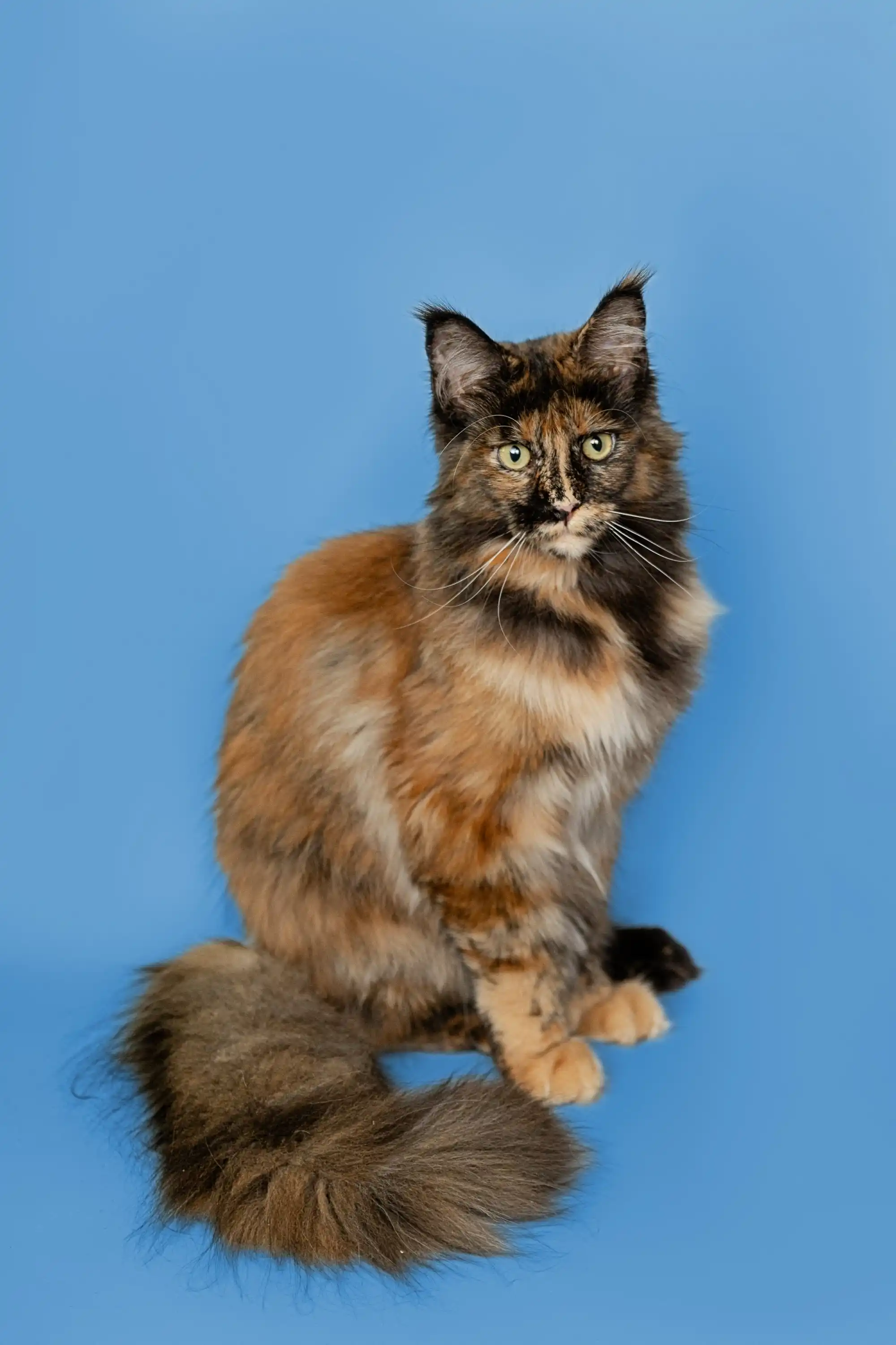 Grenada | Maine Coon Kitten - Image 12