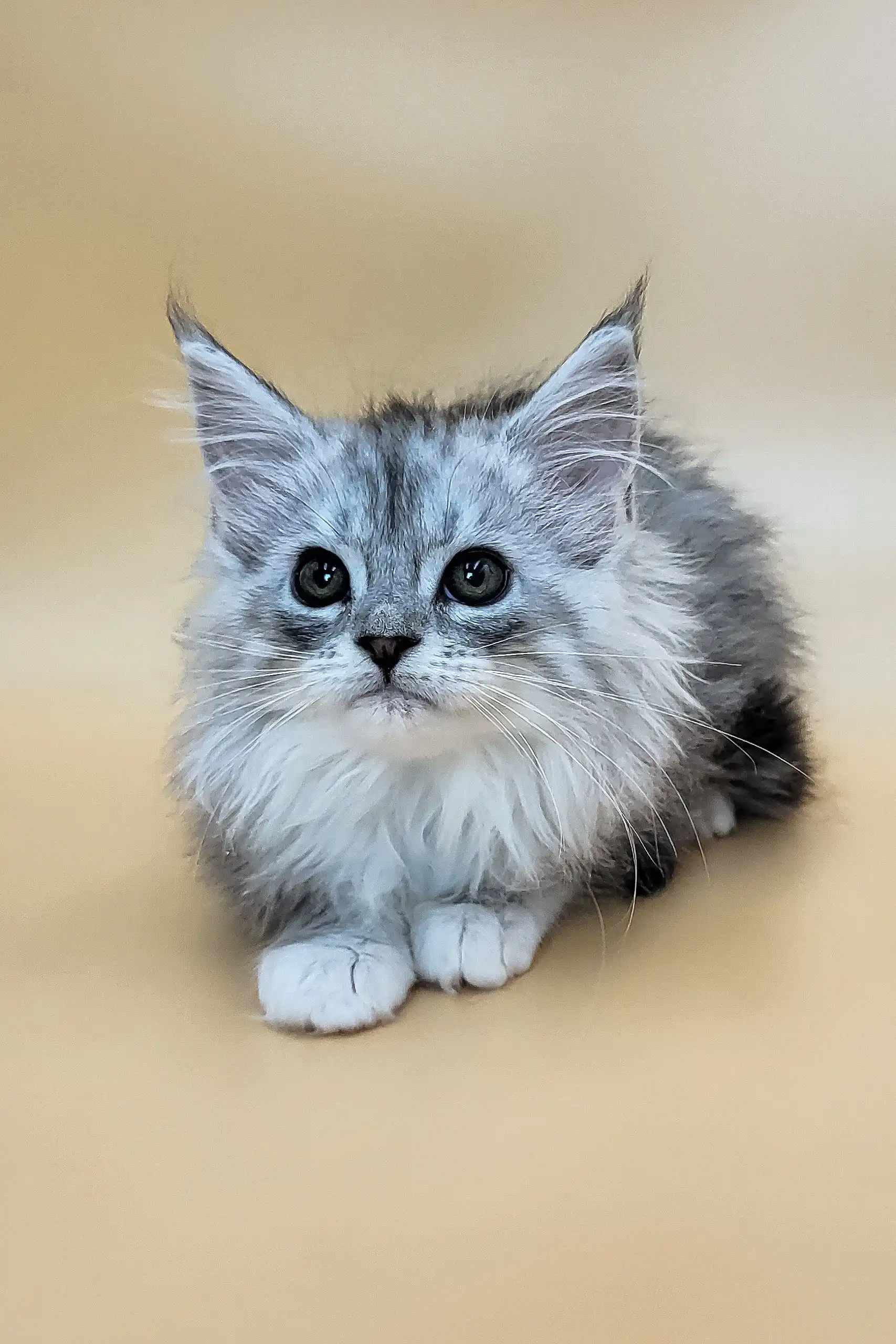 Greta | Maine Coon Kitten - Image 3